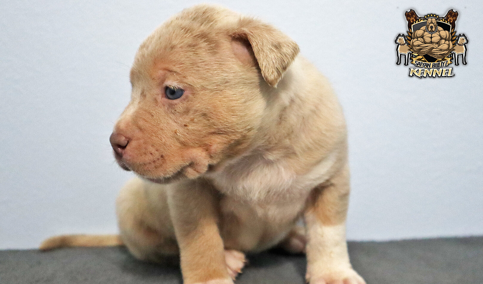 XL American Bully Puppies image 6