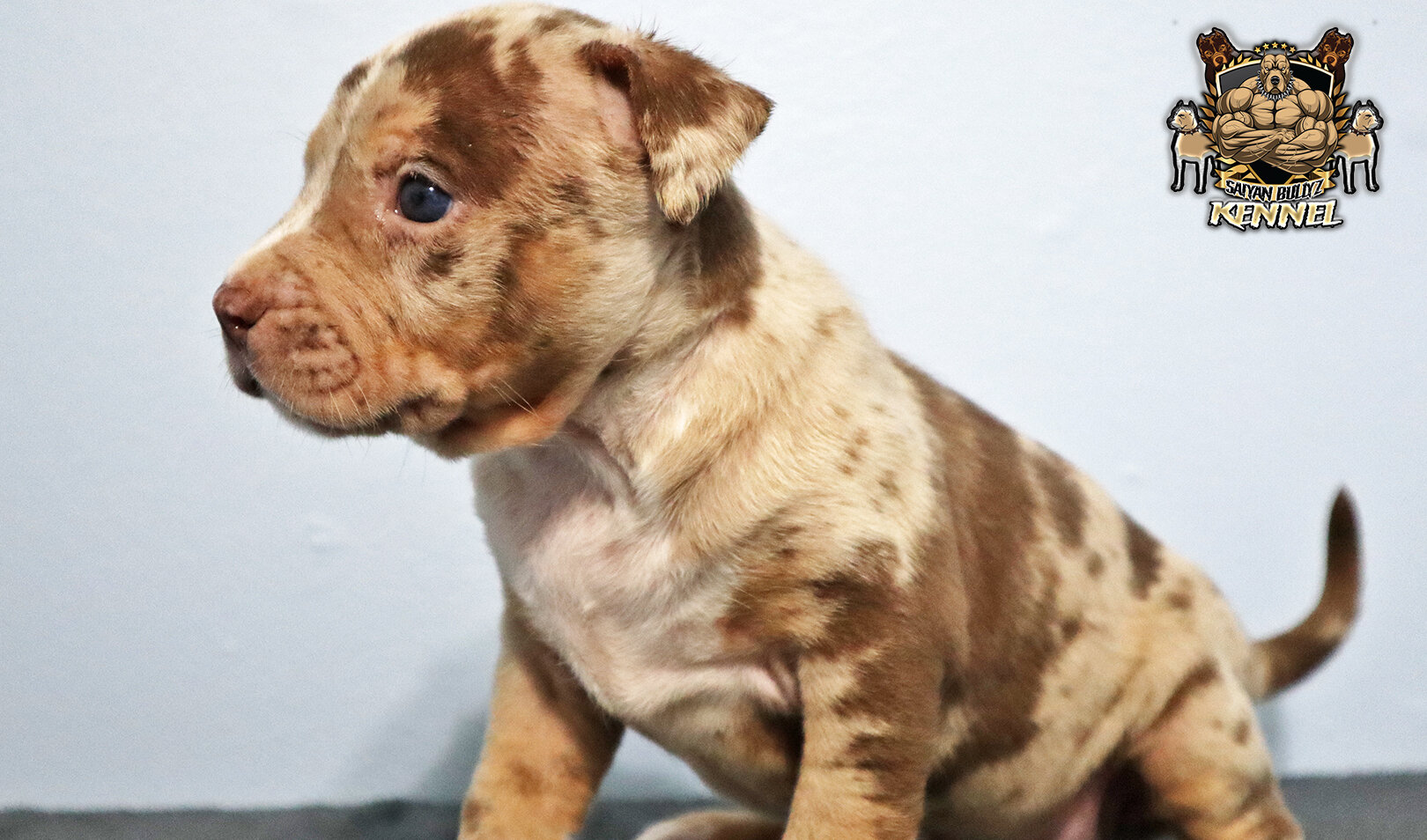 XL American Bully Puppies image 1