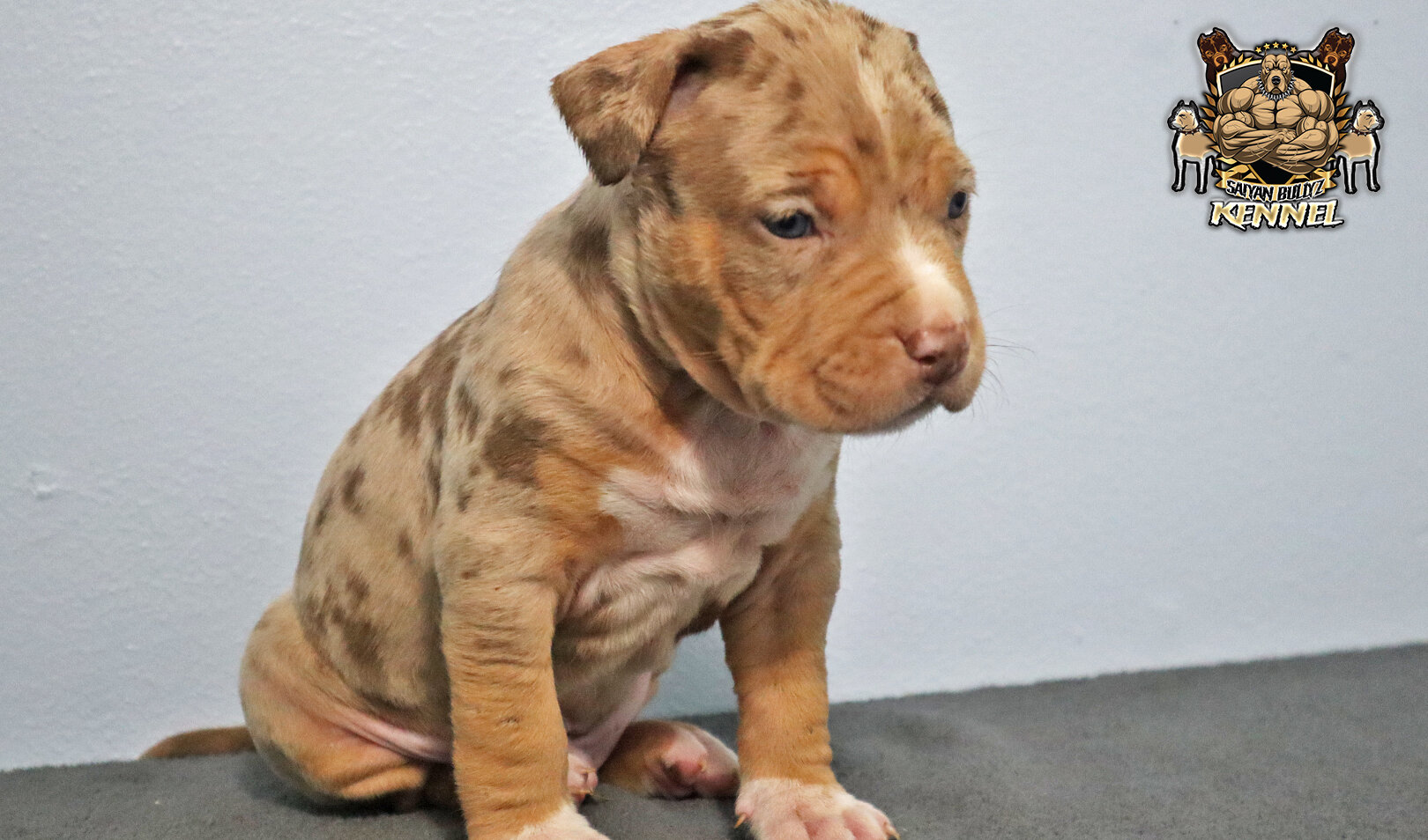 XL American Bully Puppies image 7
