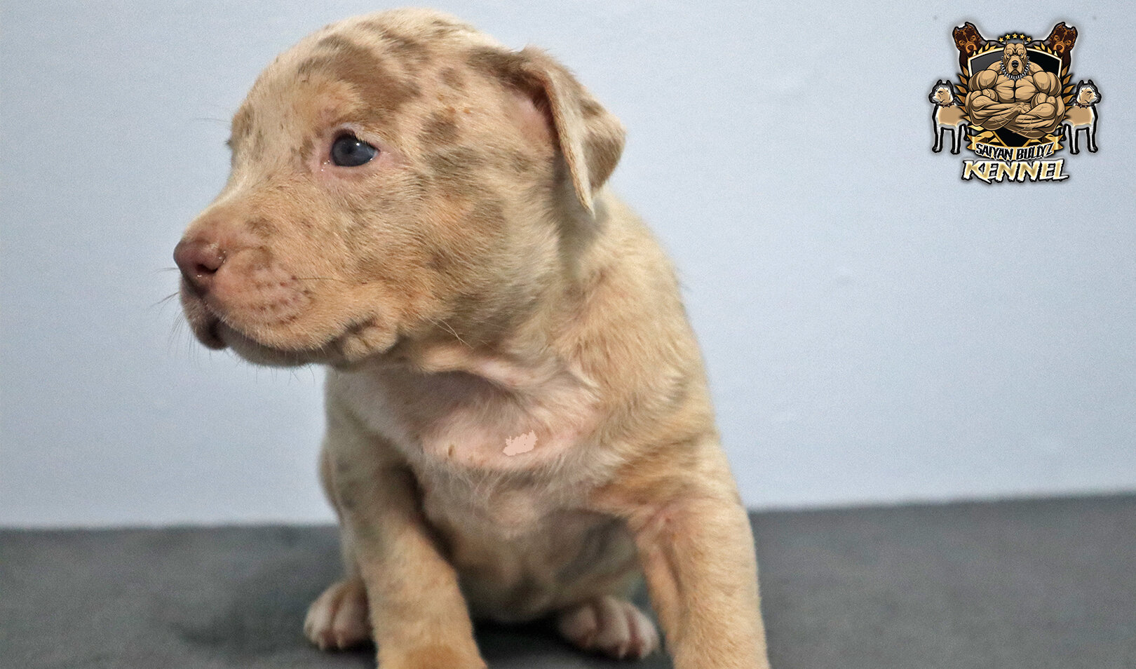 XL American Bully Puppies image 8