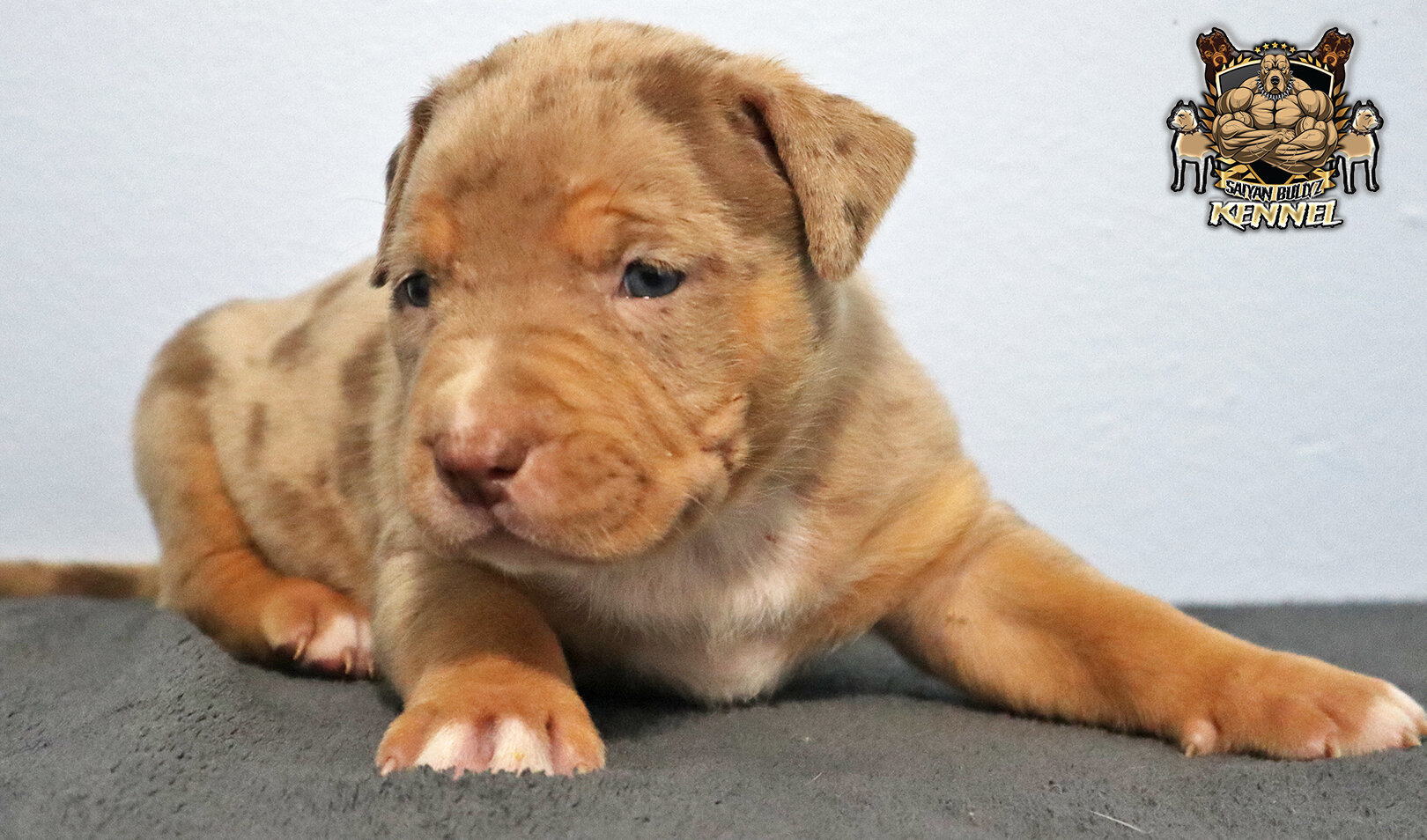 XL American Bully Puppies image 2