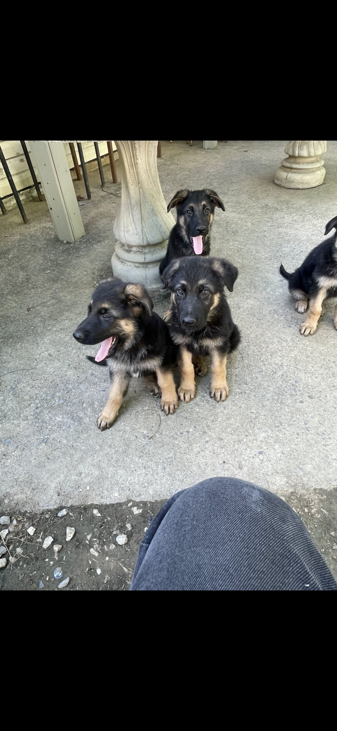 German Shepherd puppies image 2