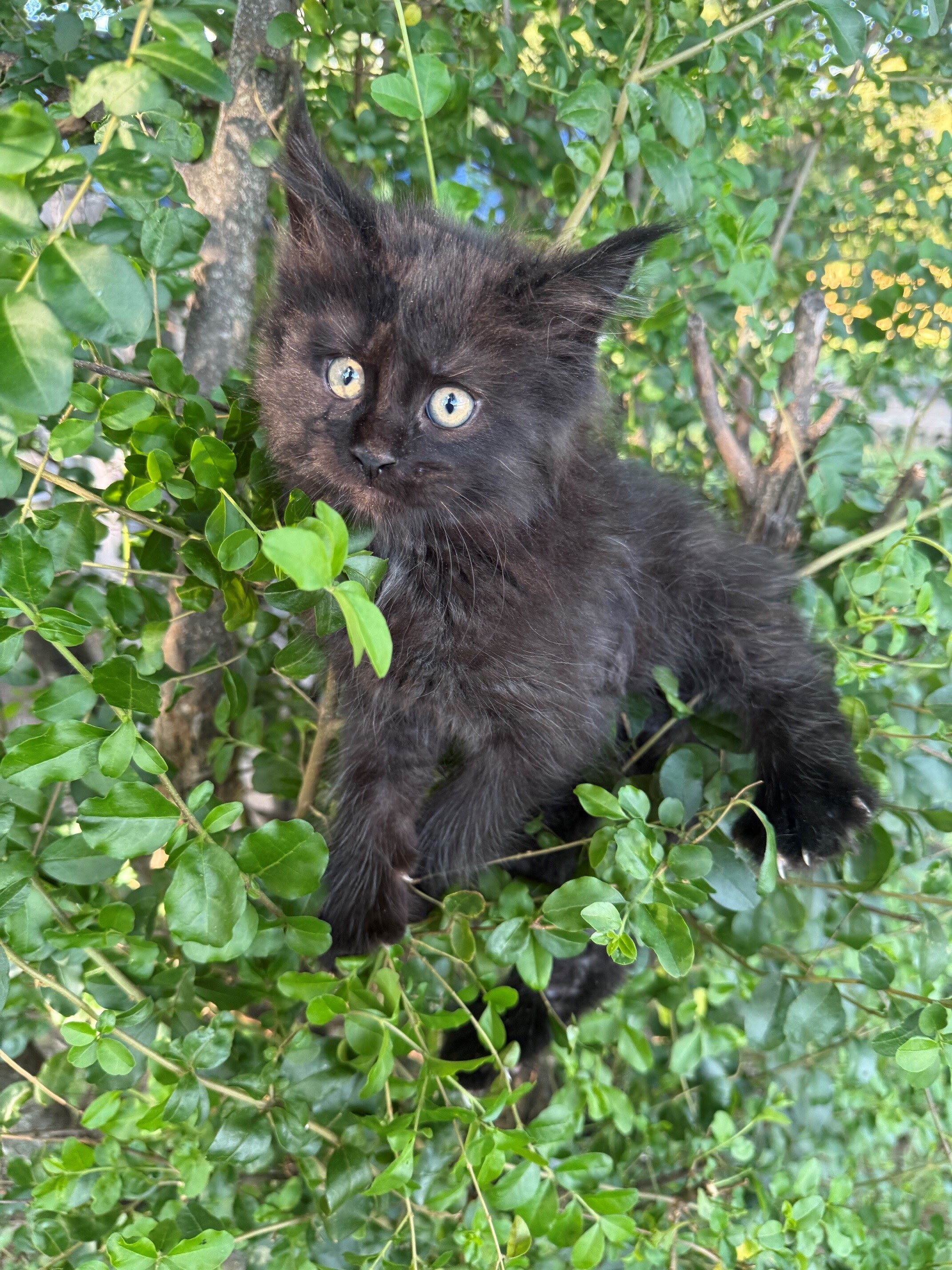 Maine Coons image 1