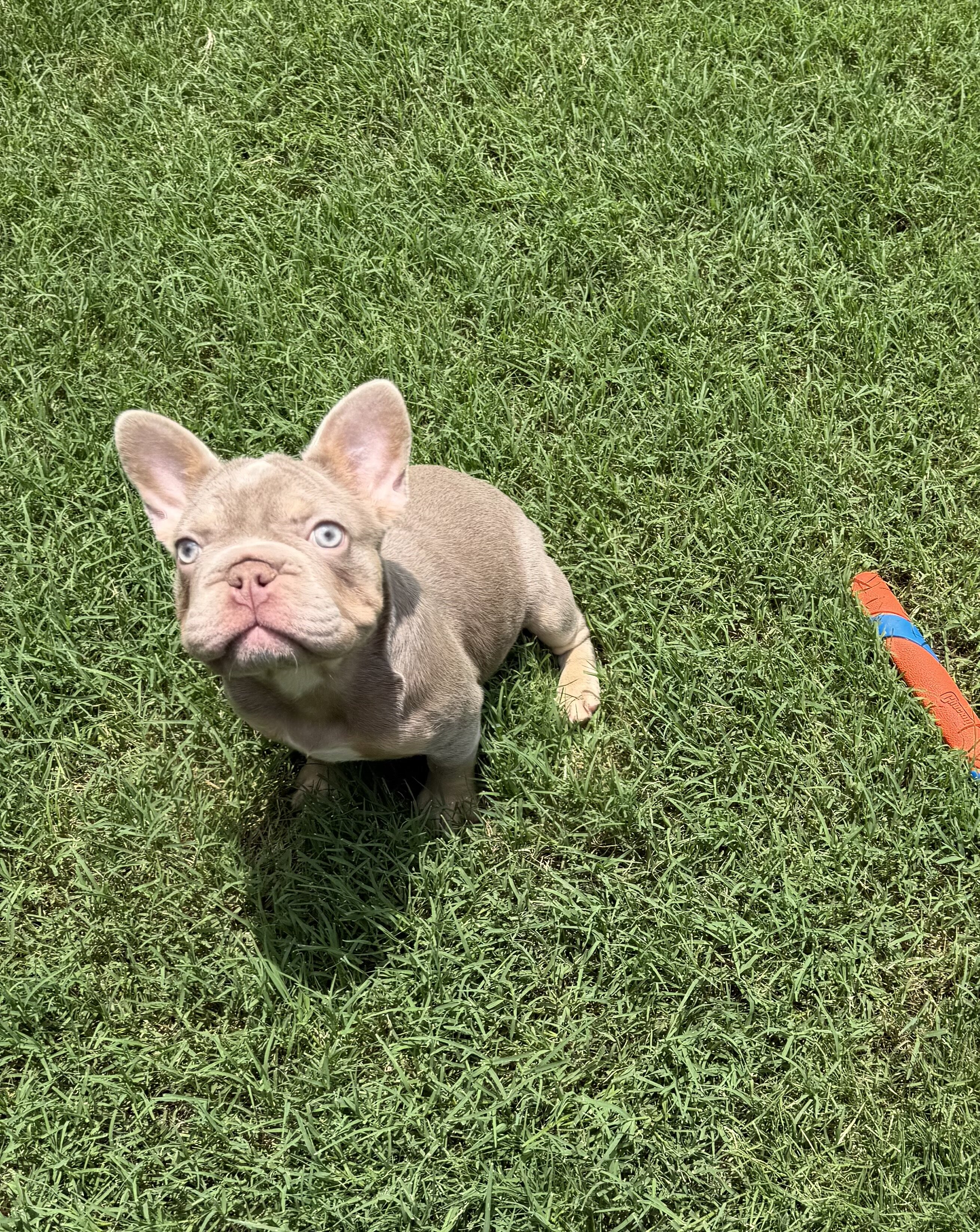 French Bulldog / Frenchie image 1
