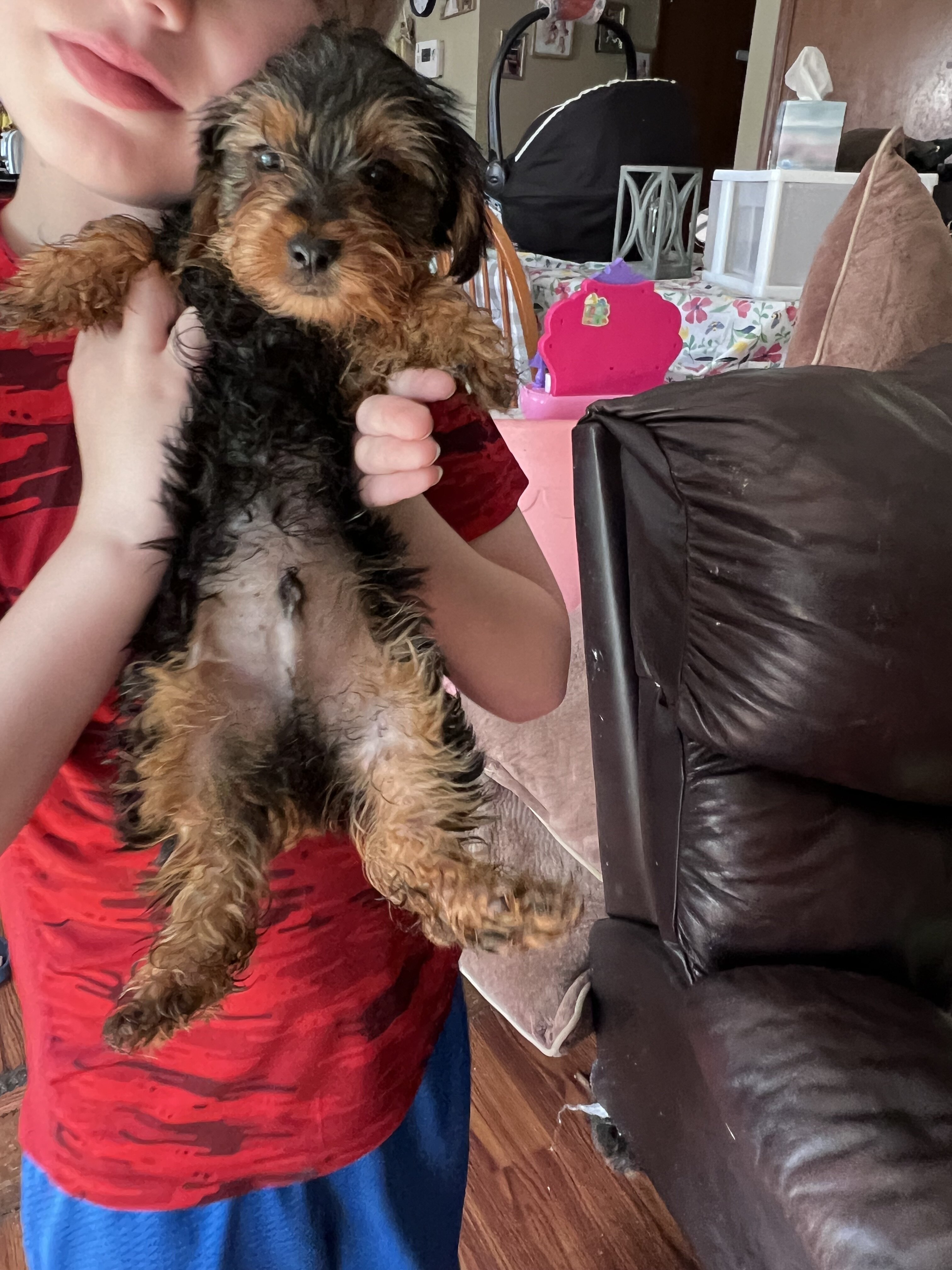 Yorkie puppy- male image 7