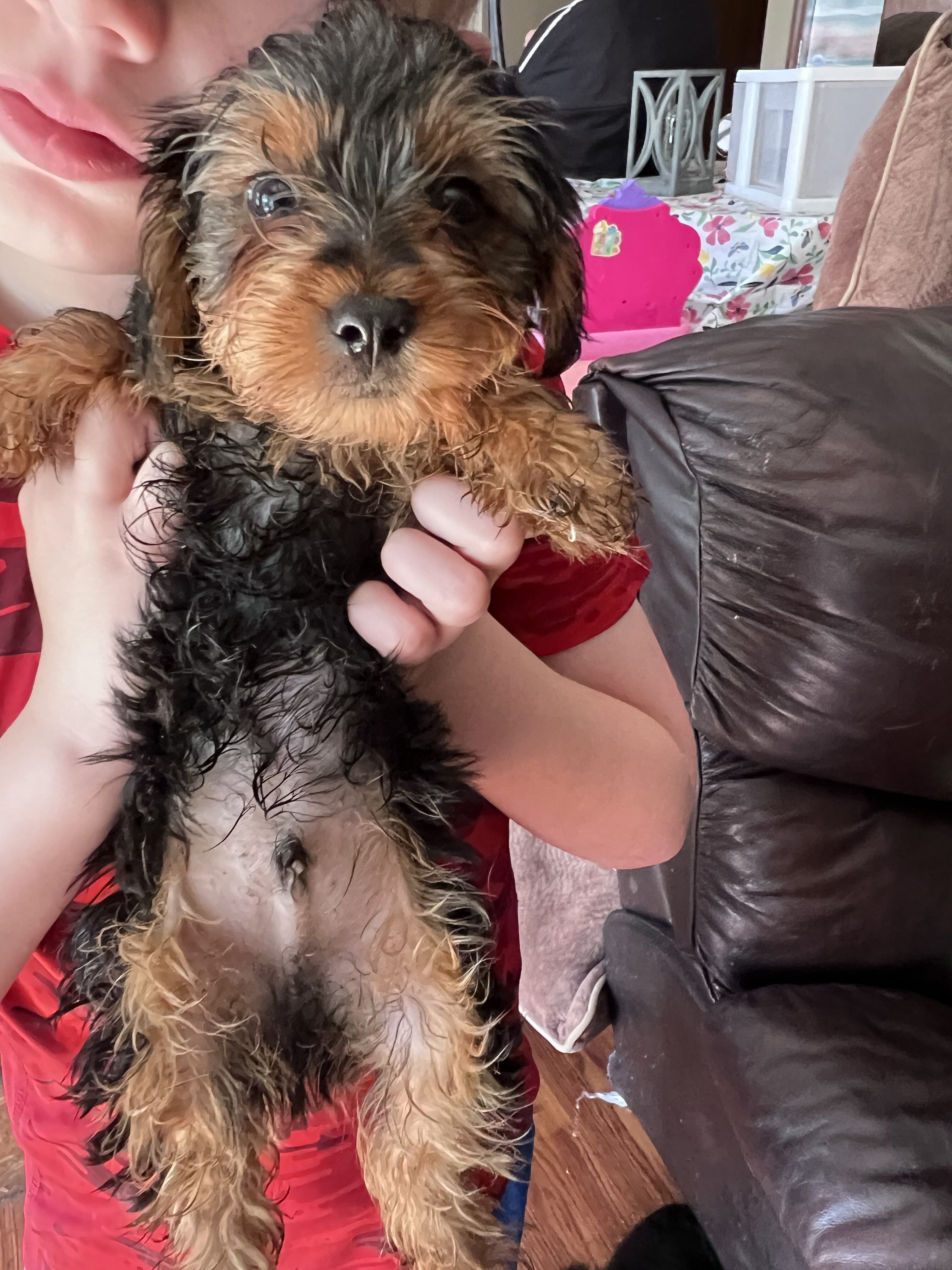 Yorkie puppy- male image 6