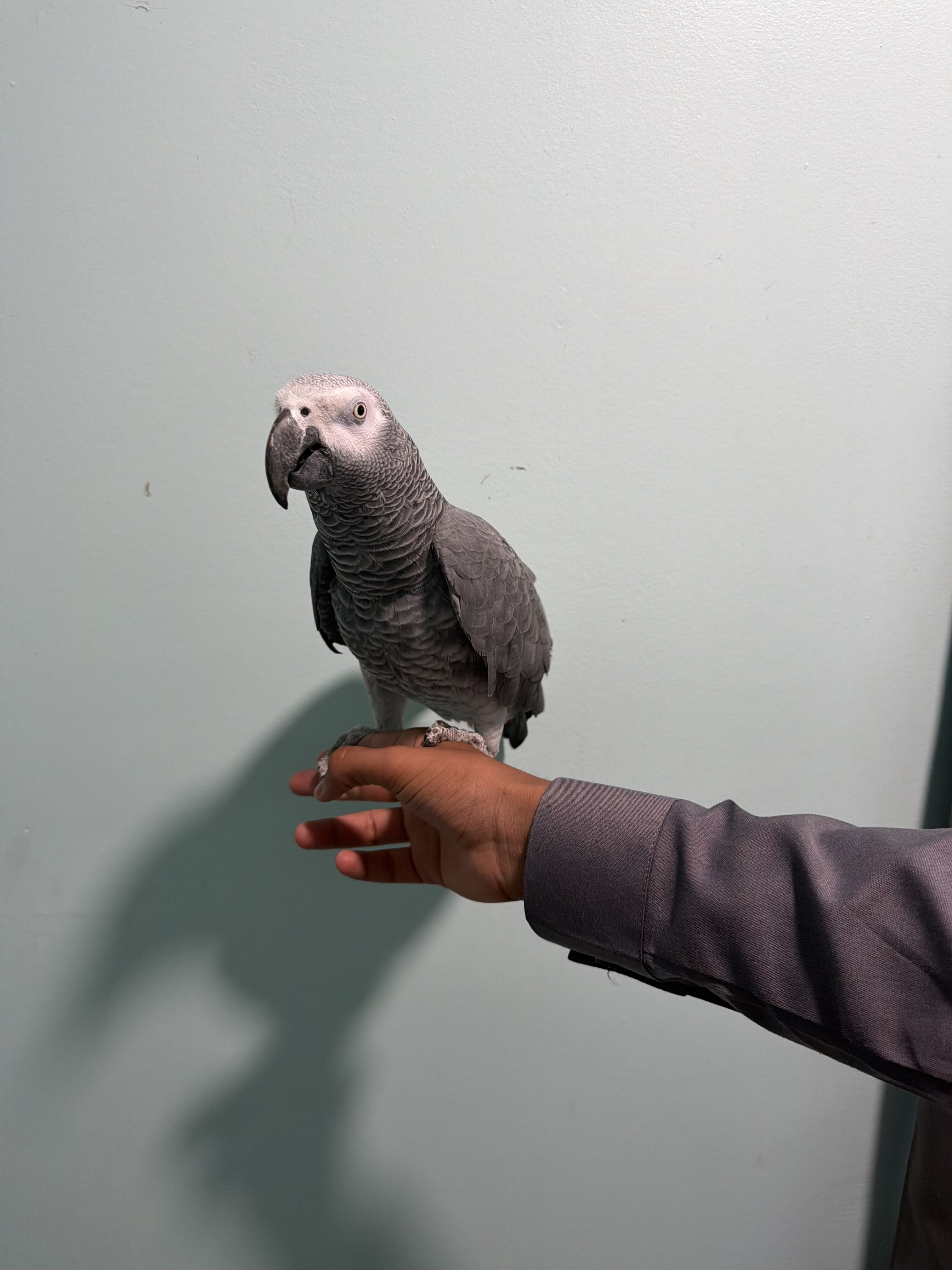 Fully tame African grey image 1