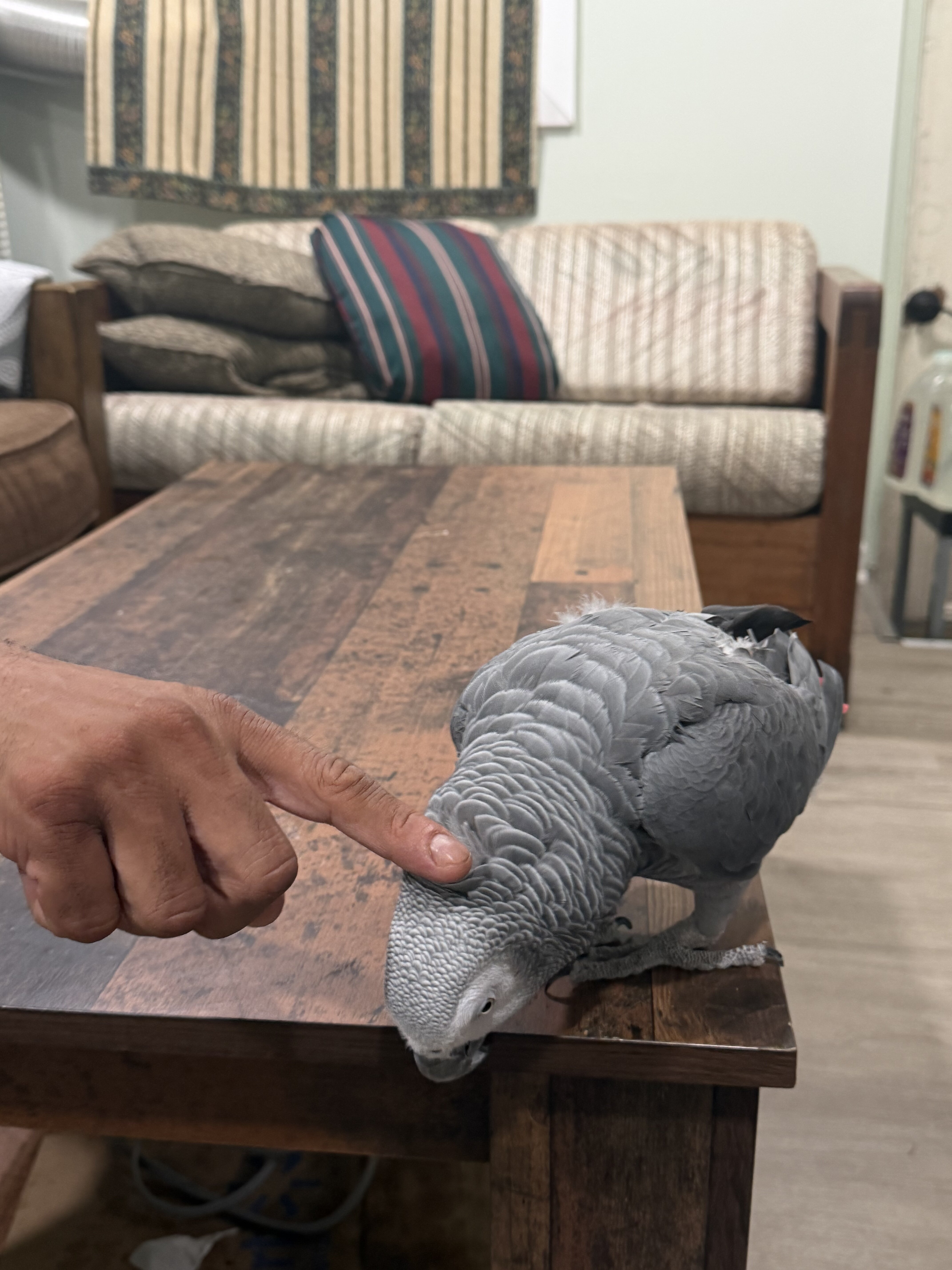 Fully tame African grey image 4