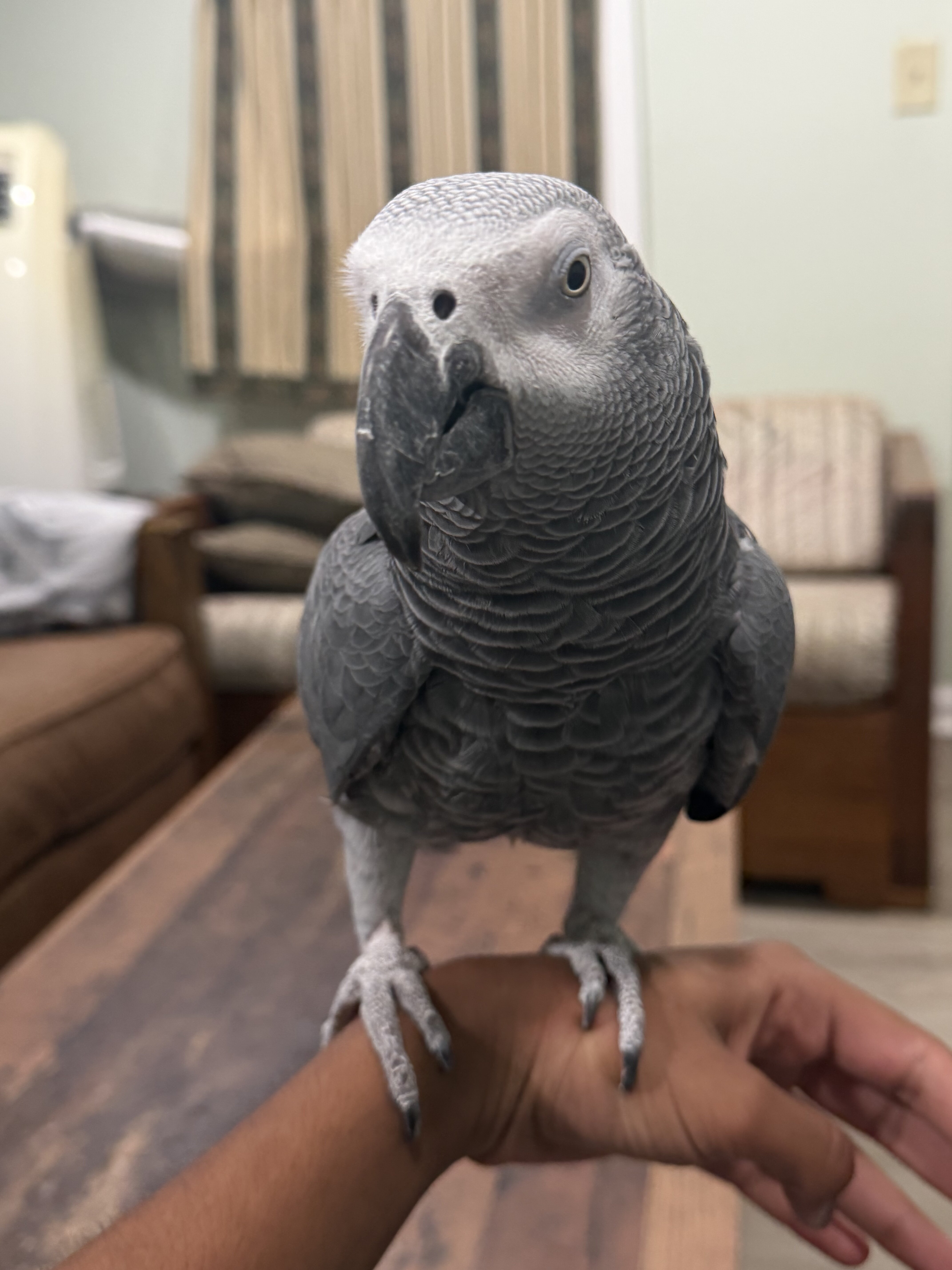 Fully tame African grey image 2