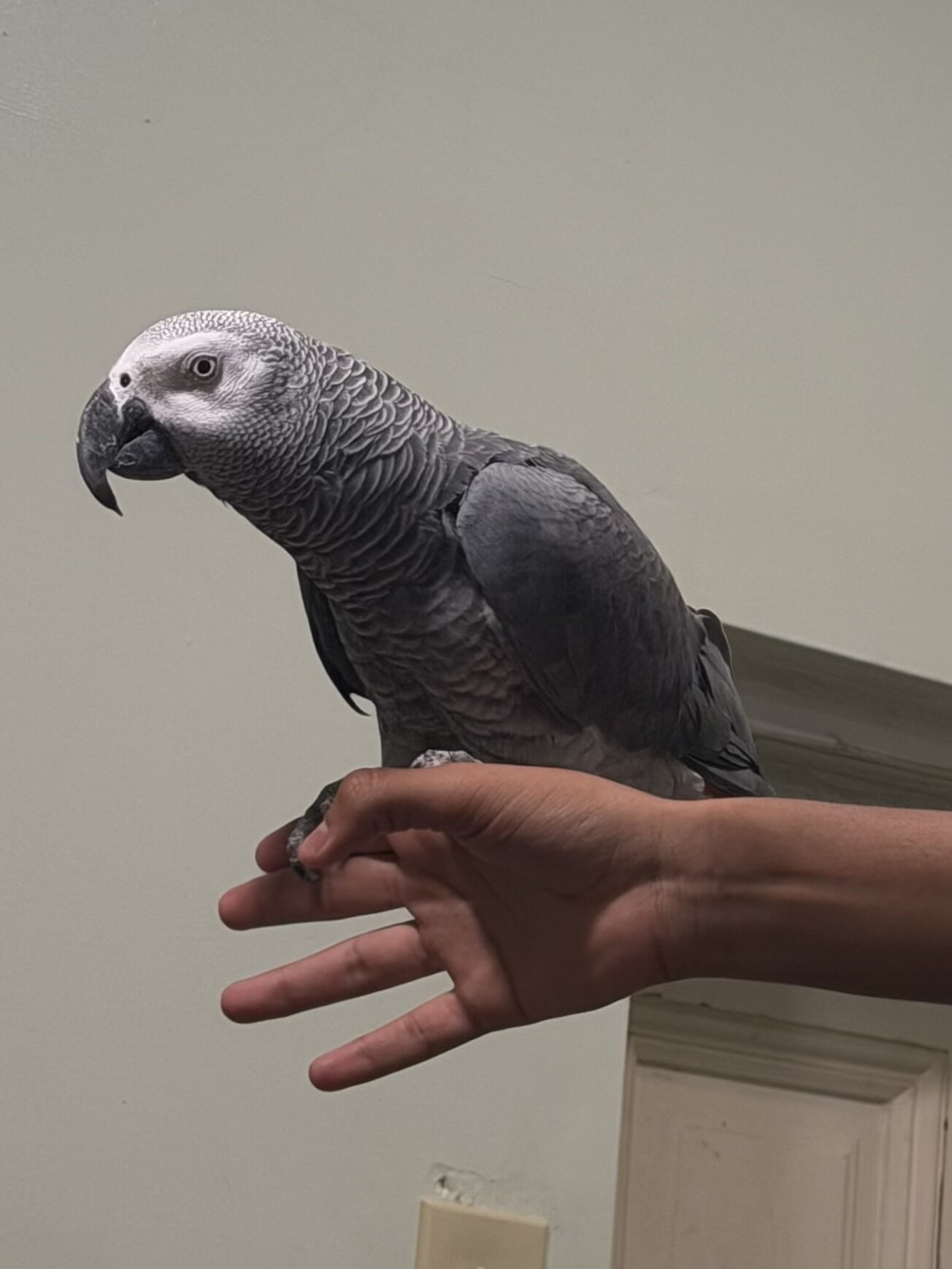 Fully tame African grey image 3