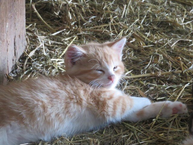Healthy Friendly Kittens image 2