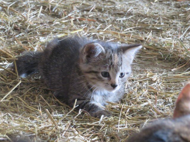 Healthy Friendly Kittens image 3