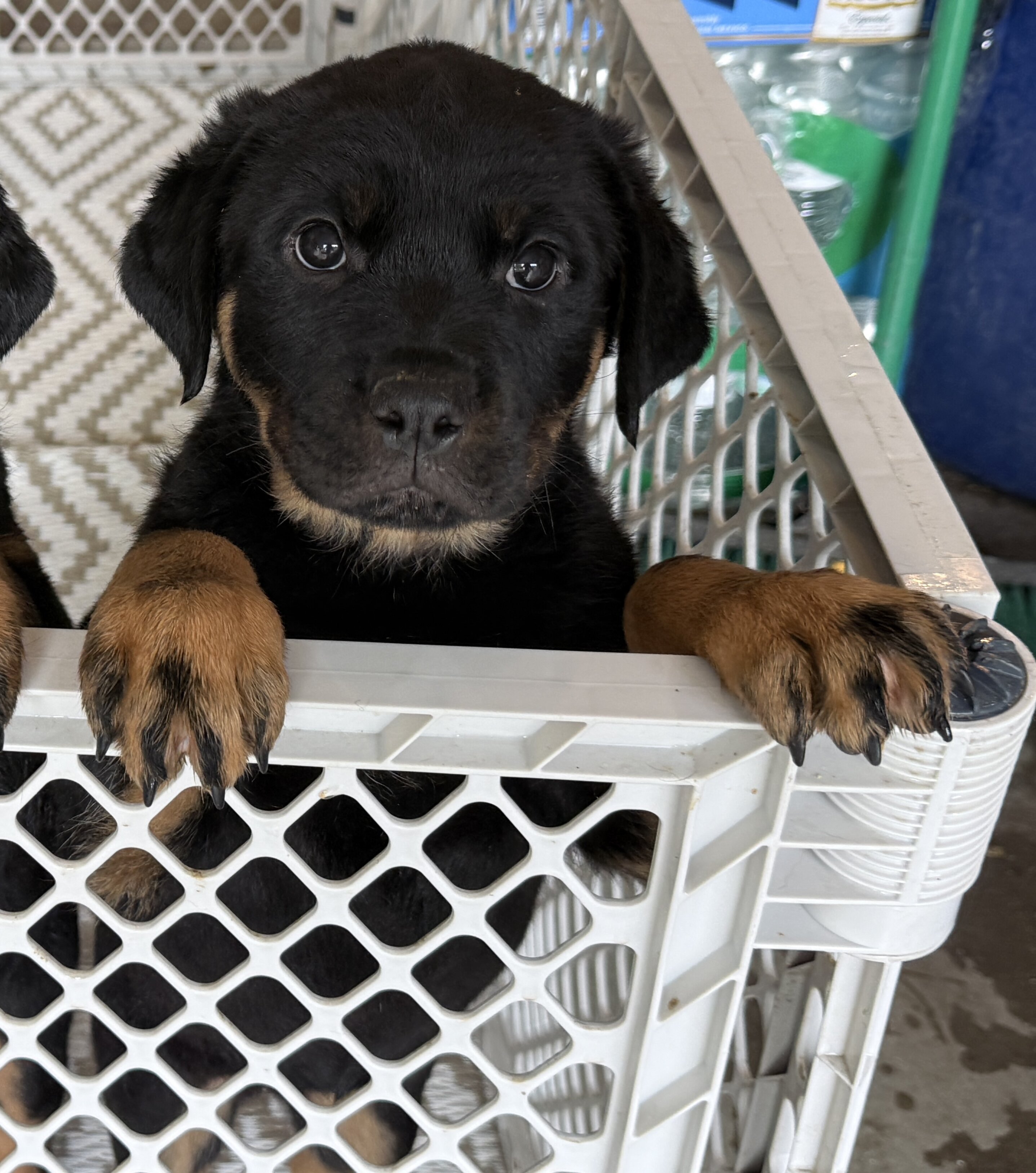 Puppies image 1