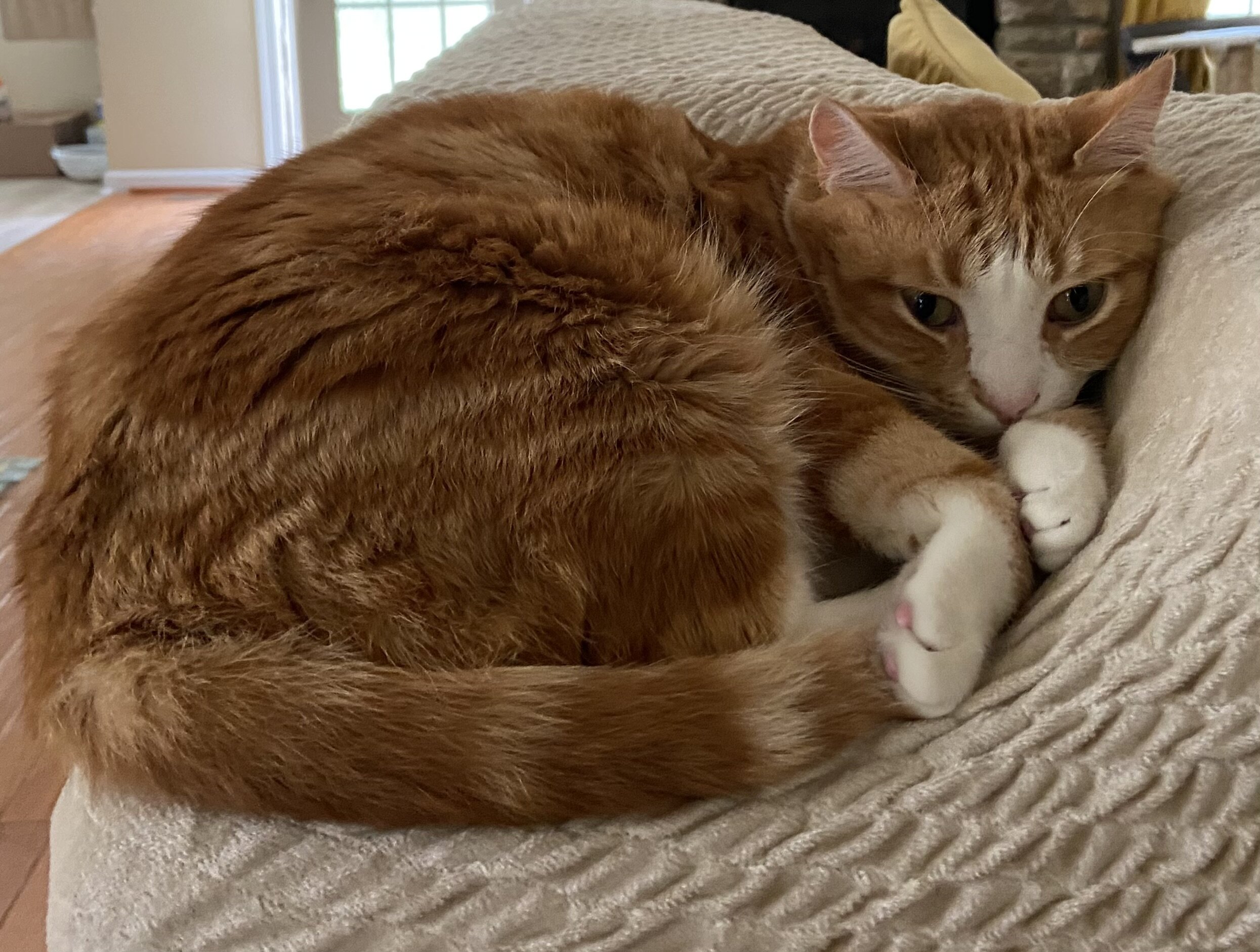 Loving and calm cat image 5