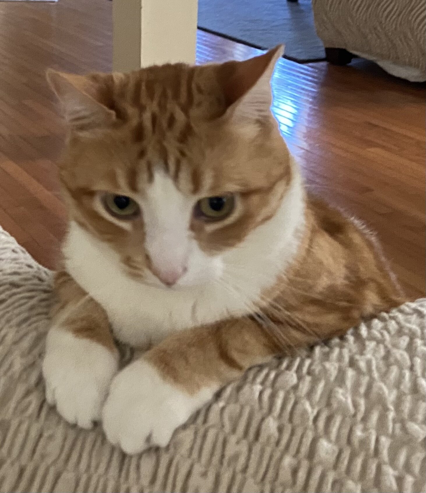 Loving and calm cat image 4