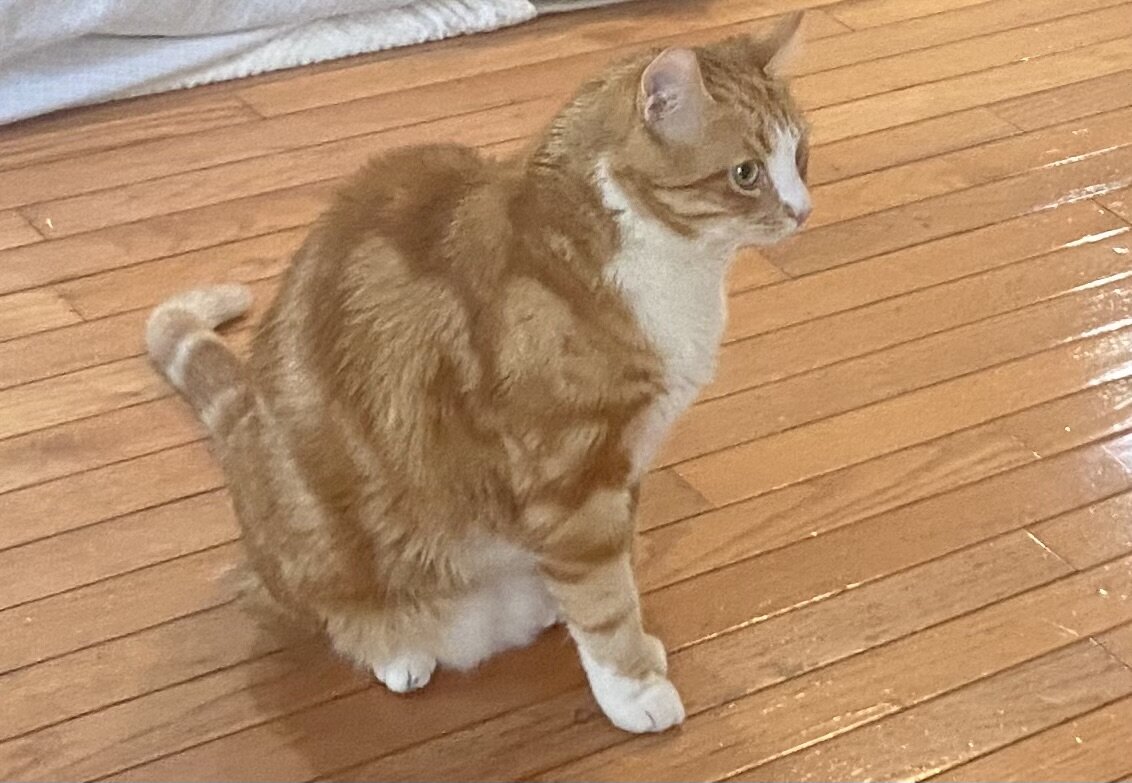Loving and calm cat image 3