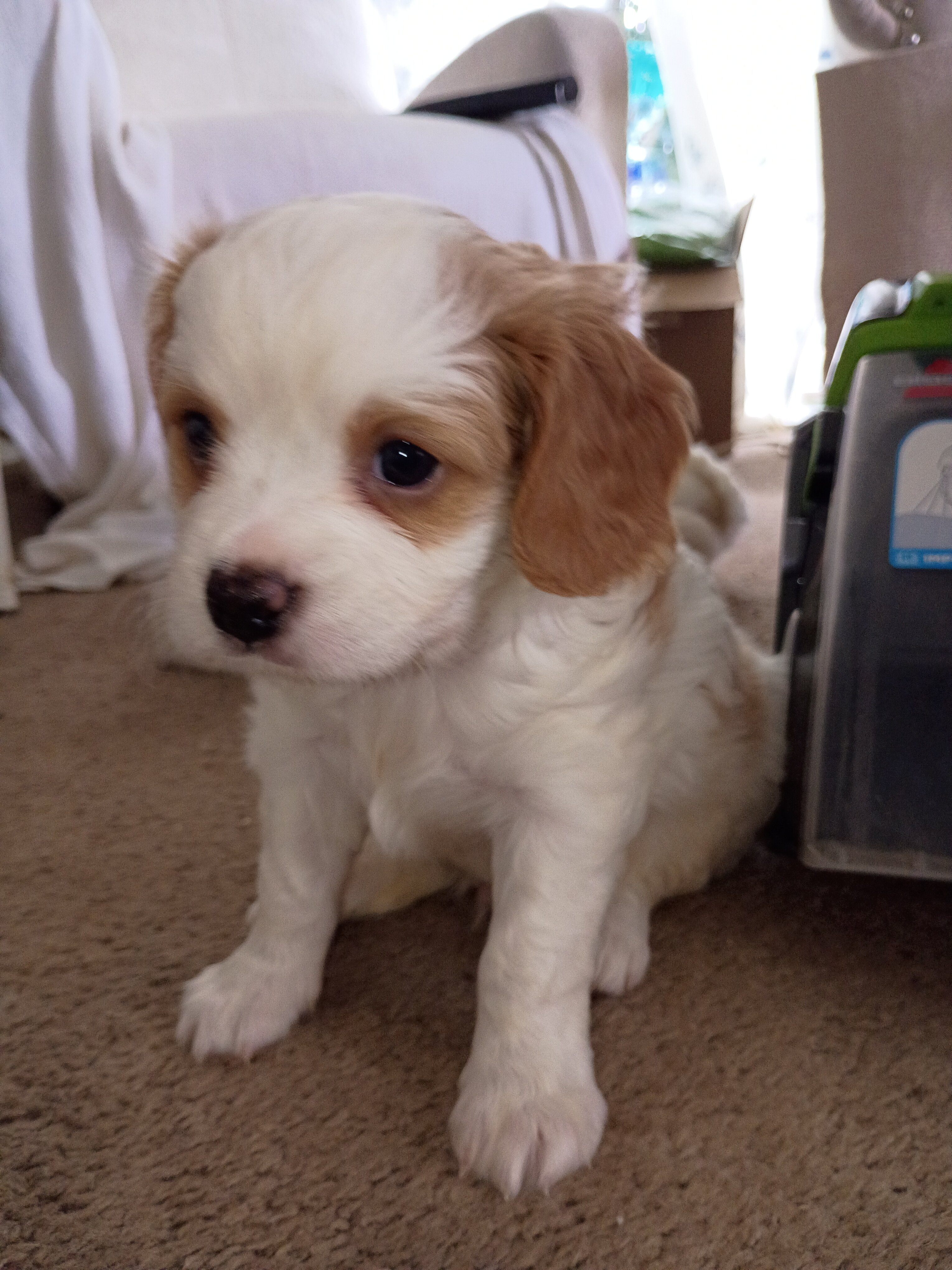 Cavapoo puppies image 6