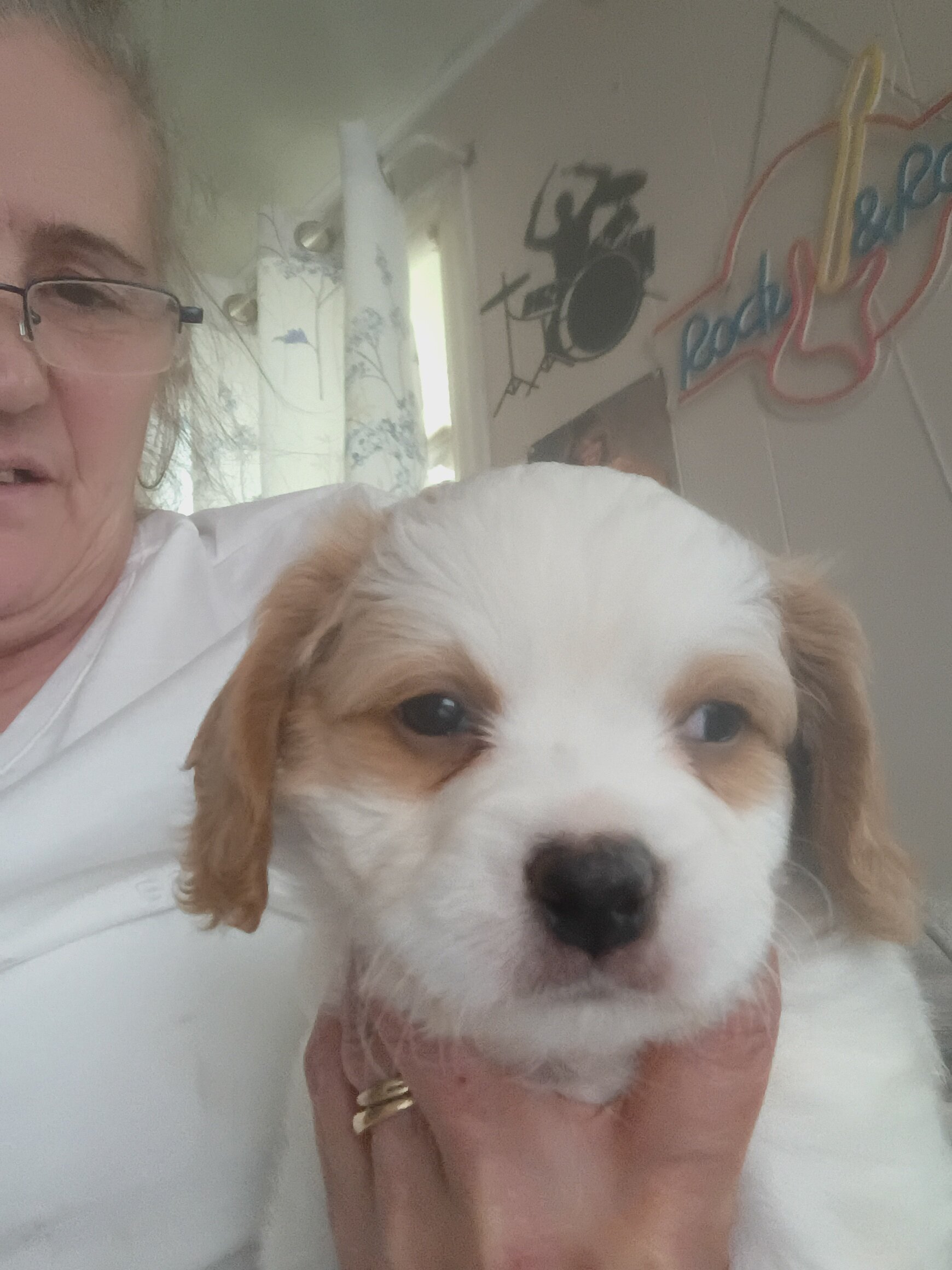 Cavapoo puppies image 5