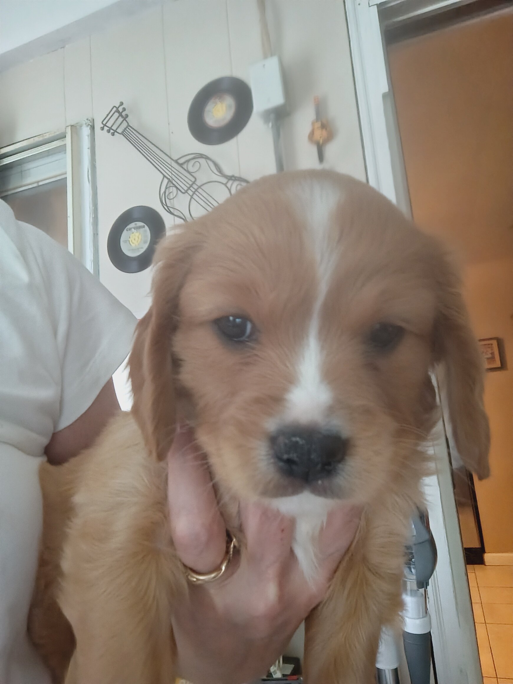 Cavapoo puppies image 4