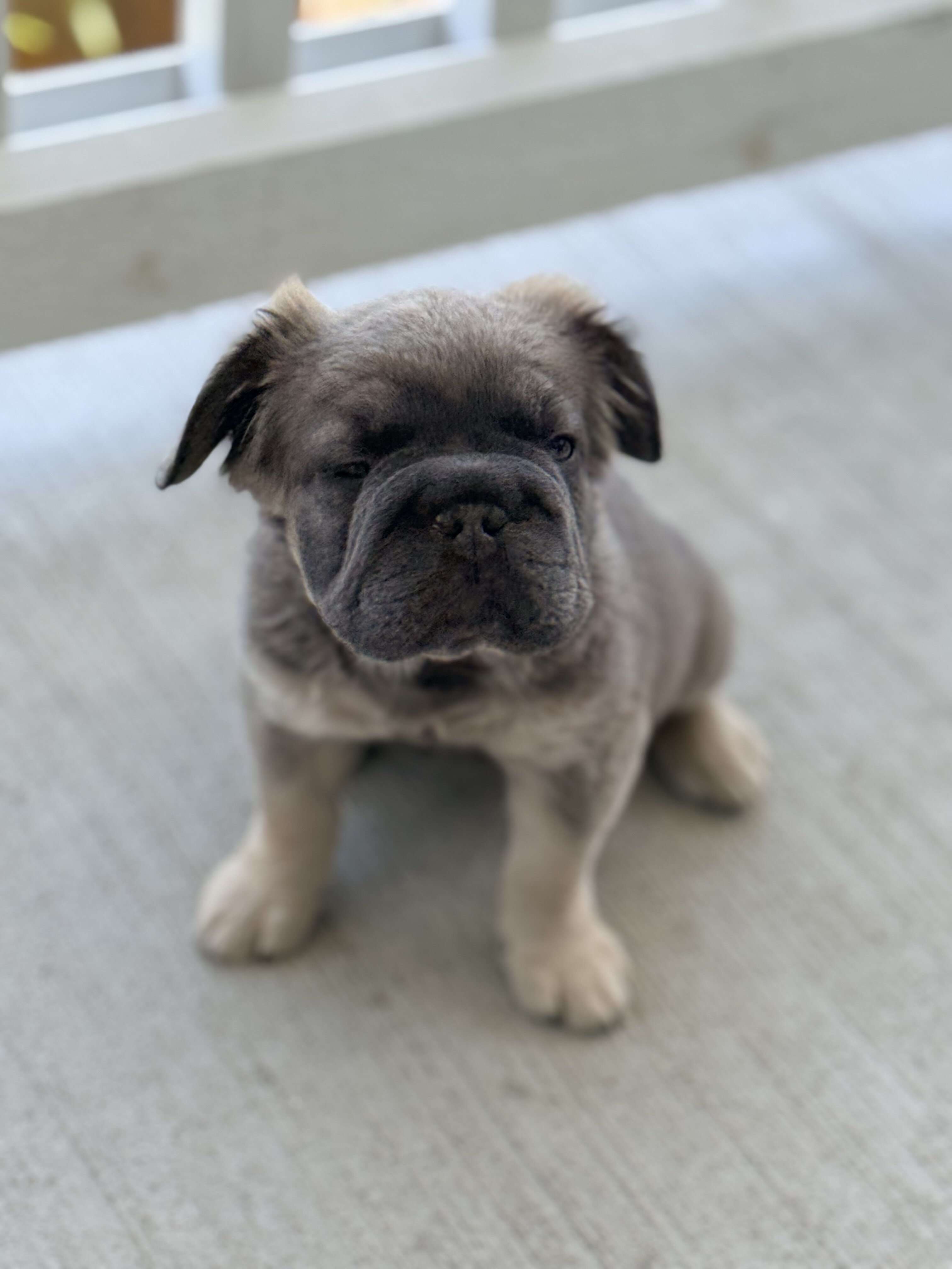 furry french bulldogs (big rope isabella) image 1