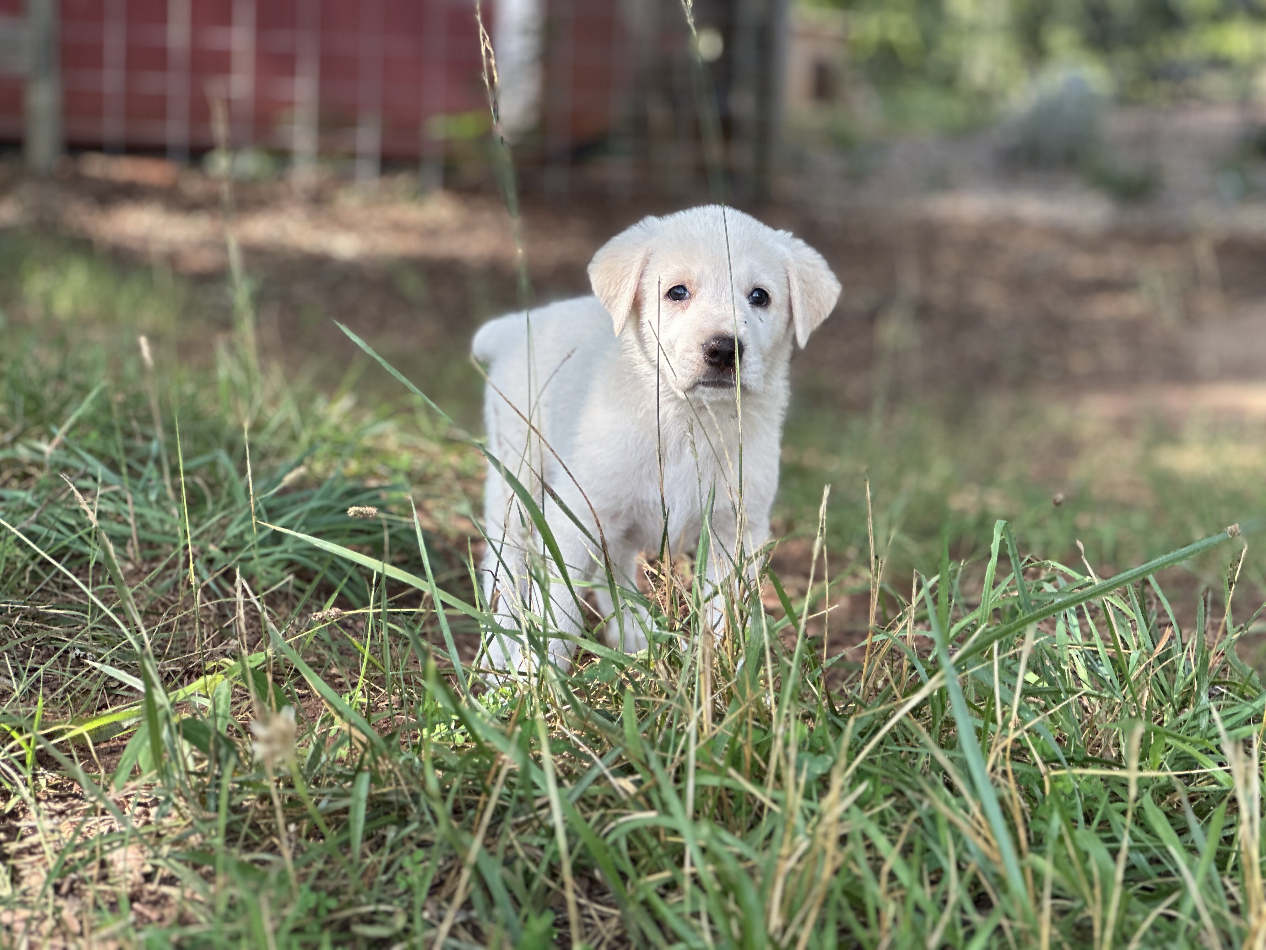 Maremma lovable and playful puppy available image 2