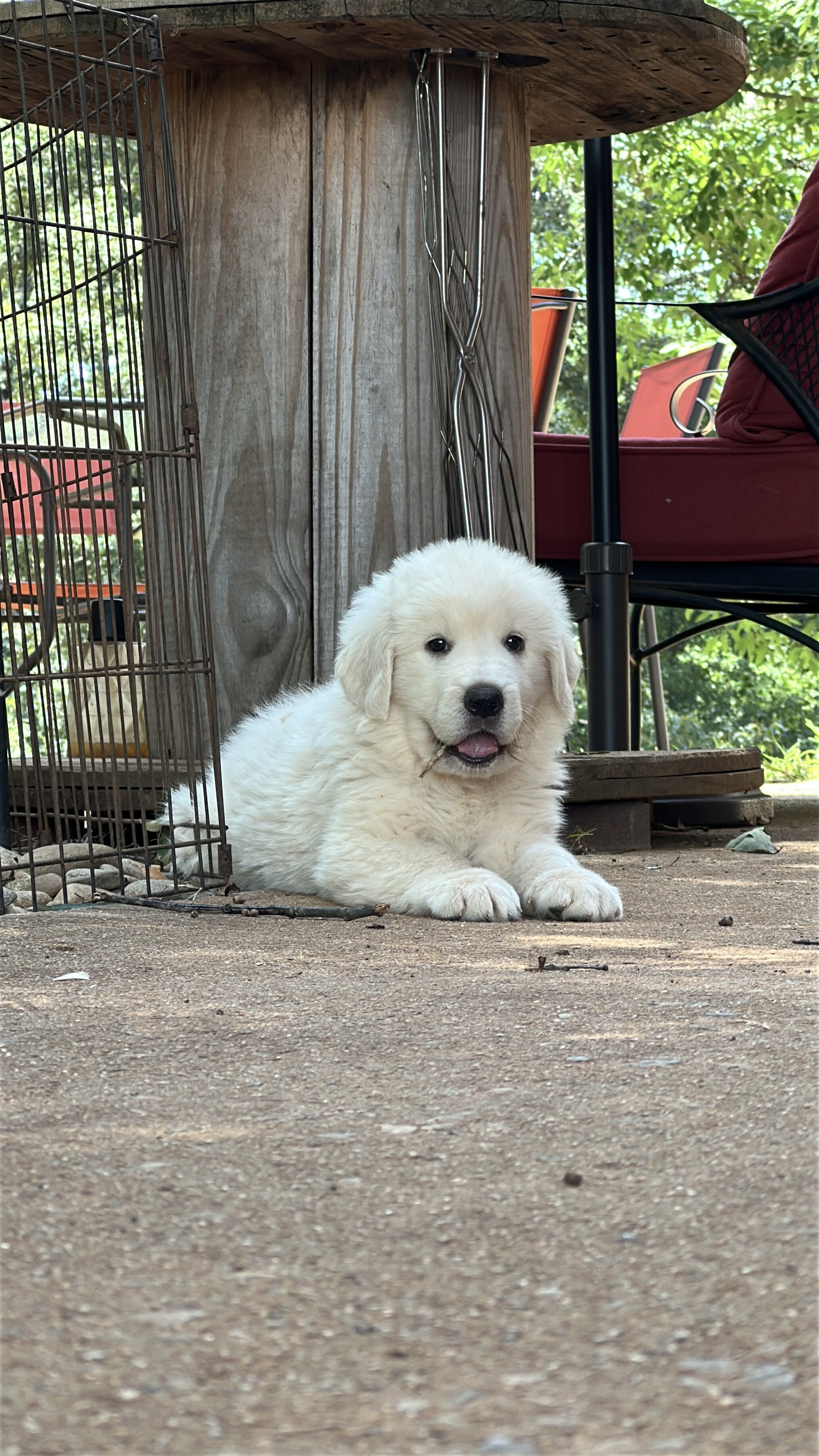 Maremma lovable and playful puppy available image 1