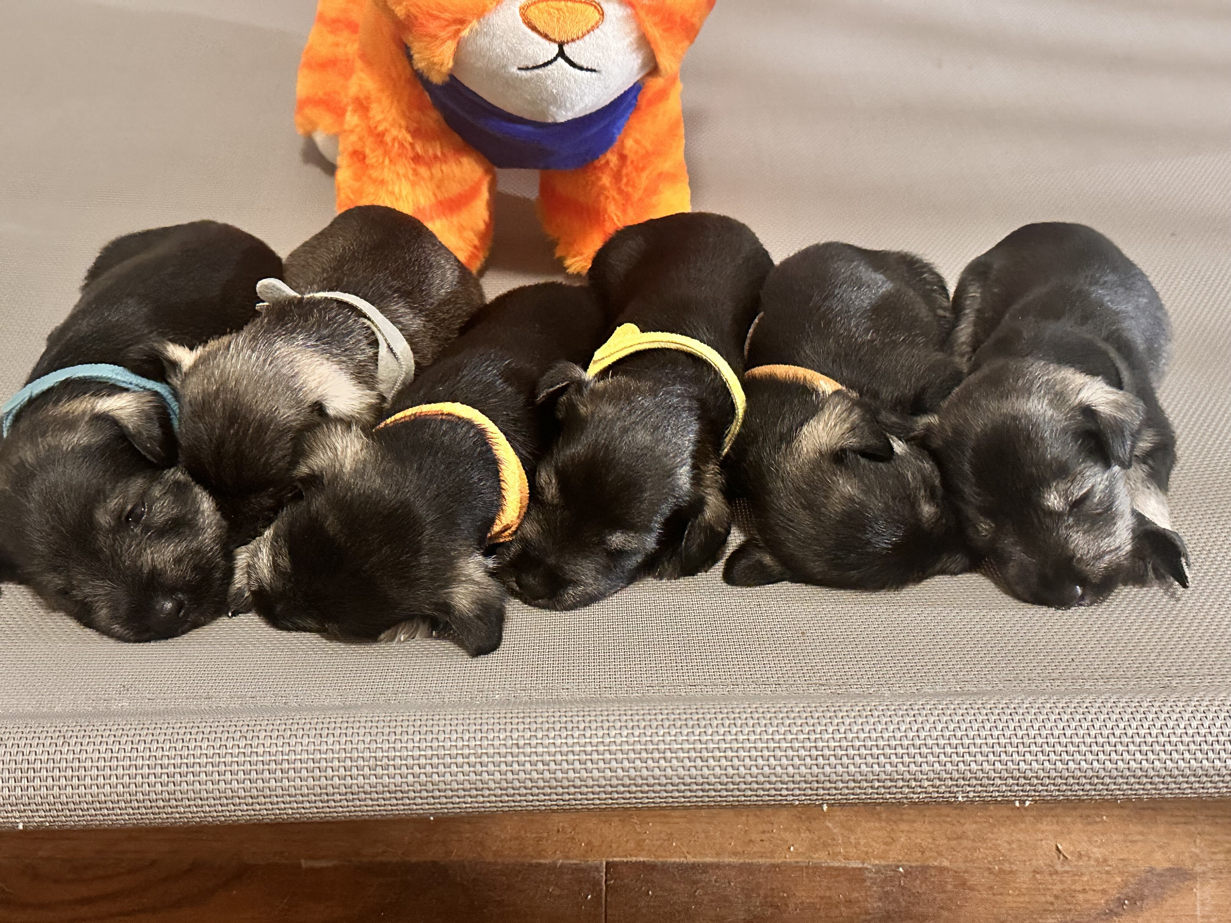 Miniature Schnauzers image 5