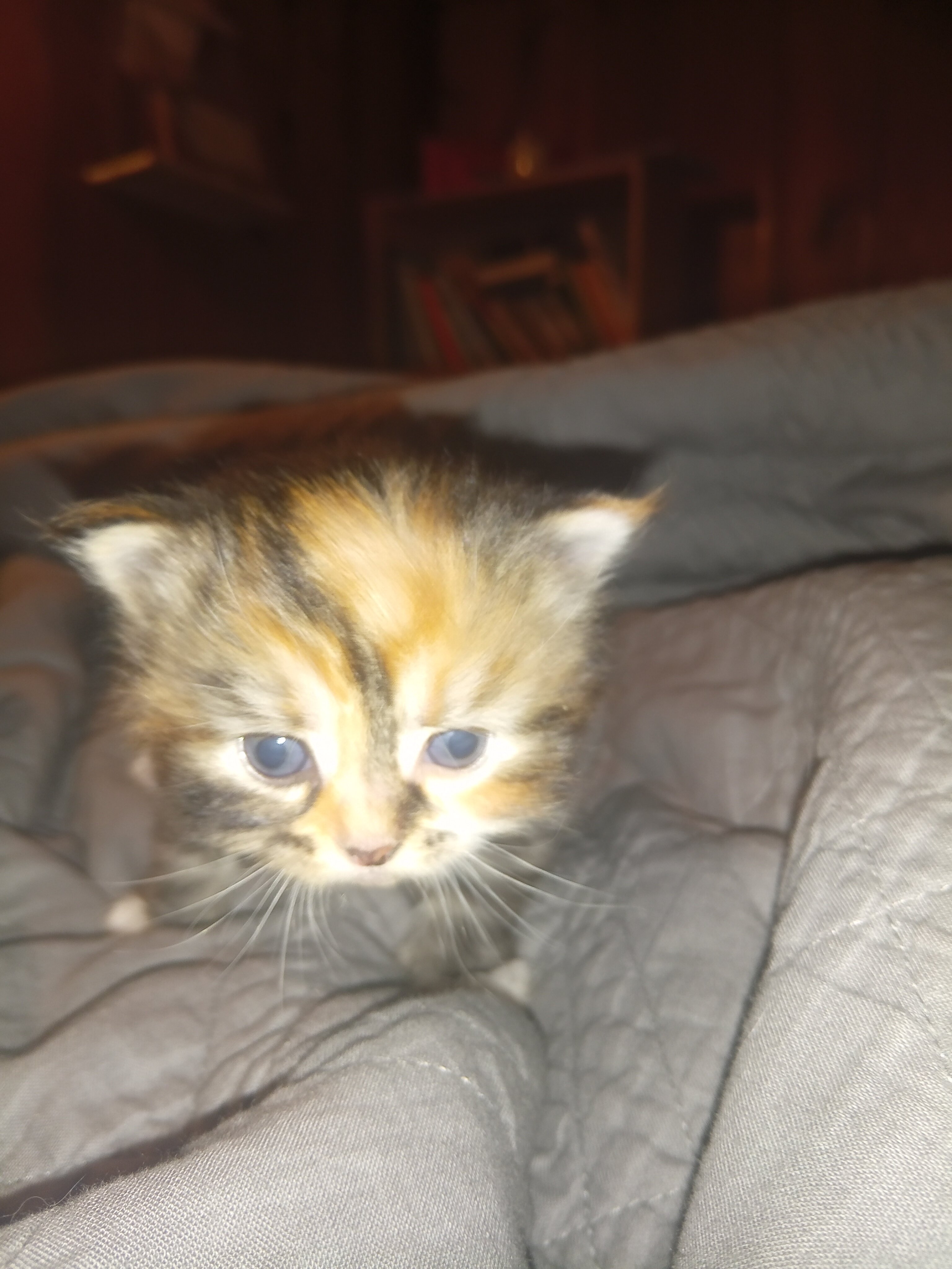 Siberian Kittens image 1