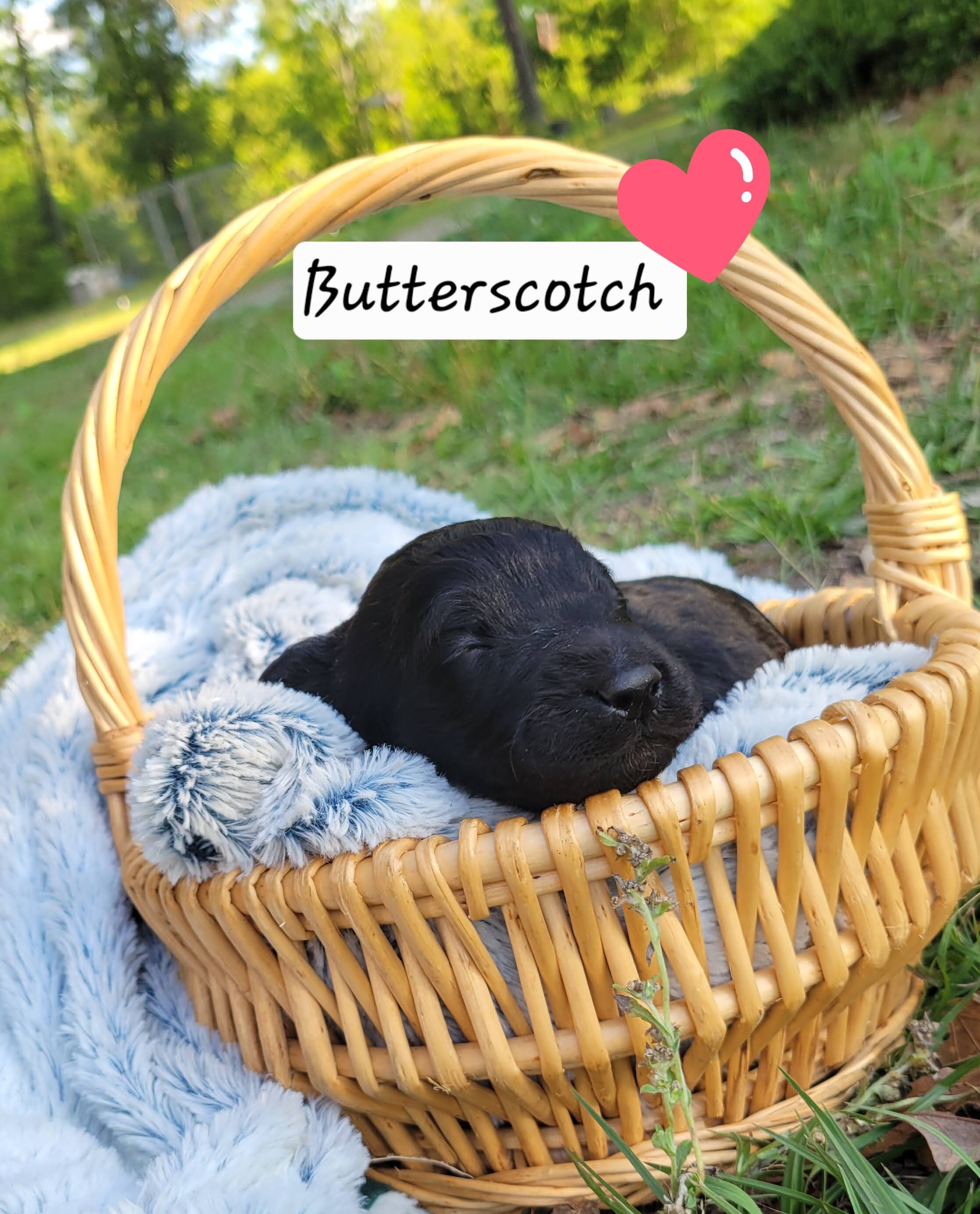 Butterscotch image 9