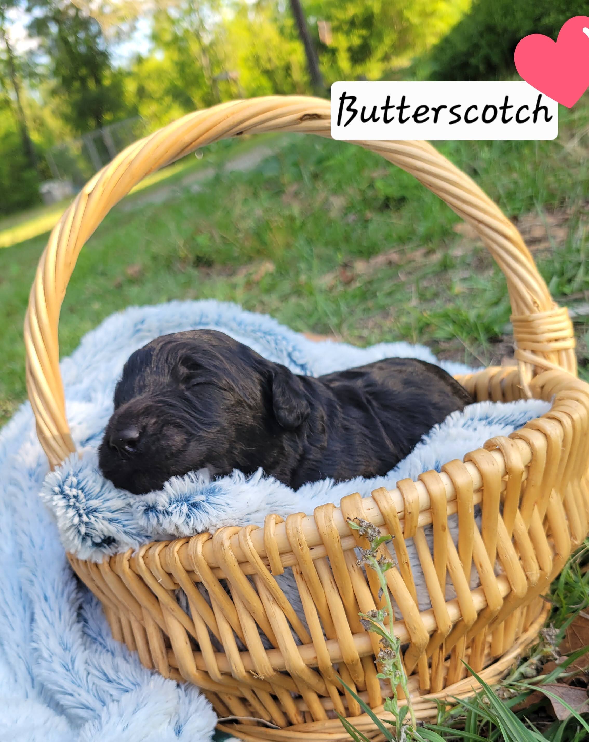 Butterscotch image 8
