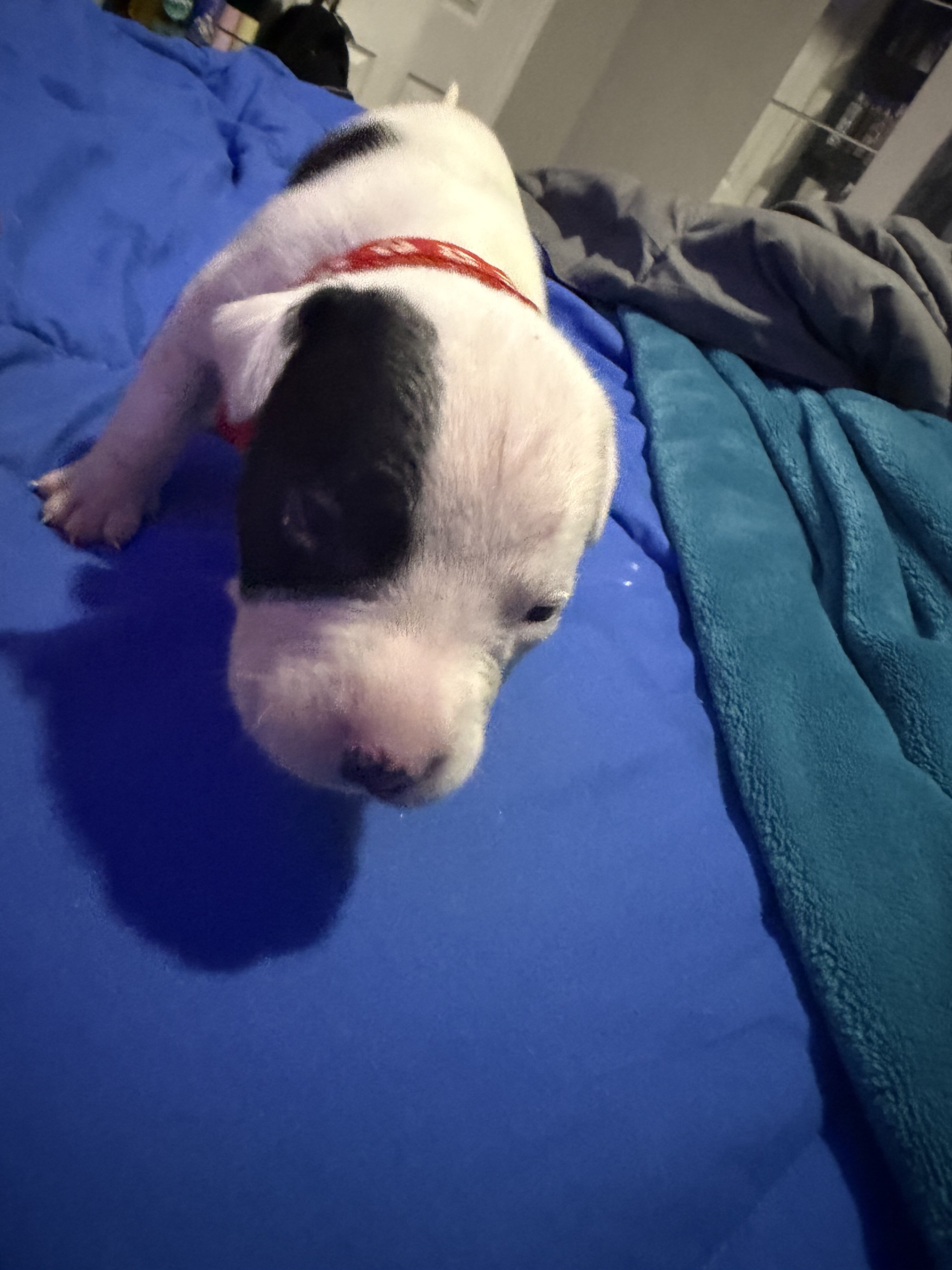 Bully/Staffy Mix Pups image 3