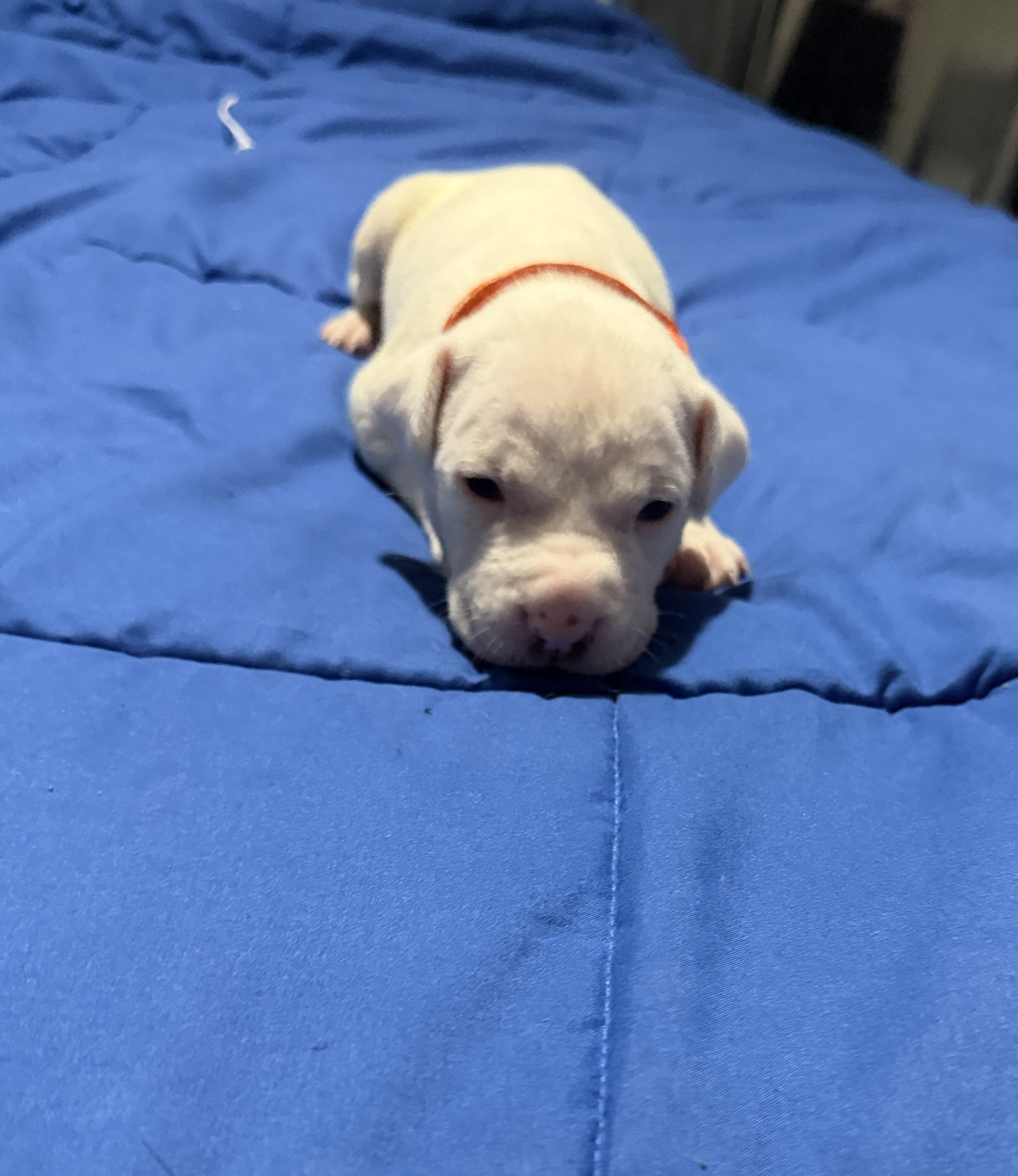 Bully/Staffy Mix Pups image 2