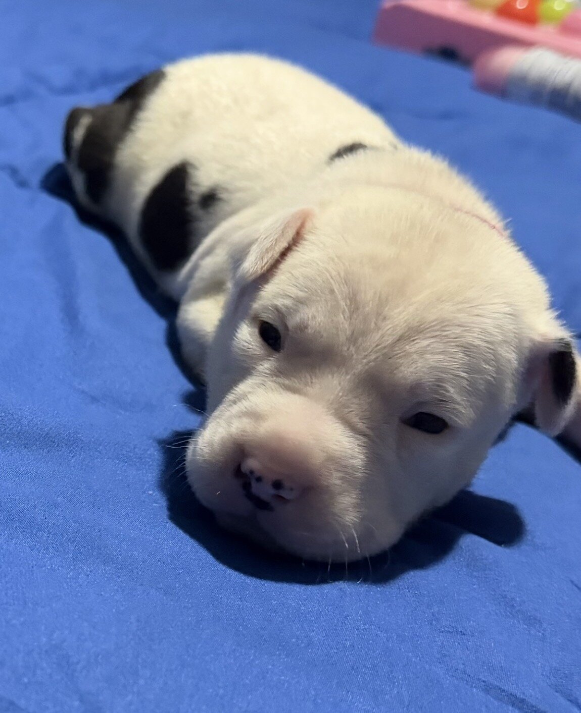 Bully/Staffy Mix Pups image 1