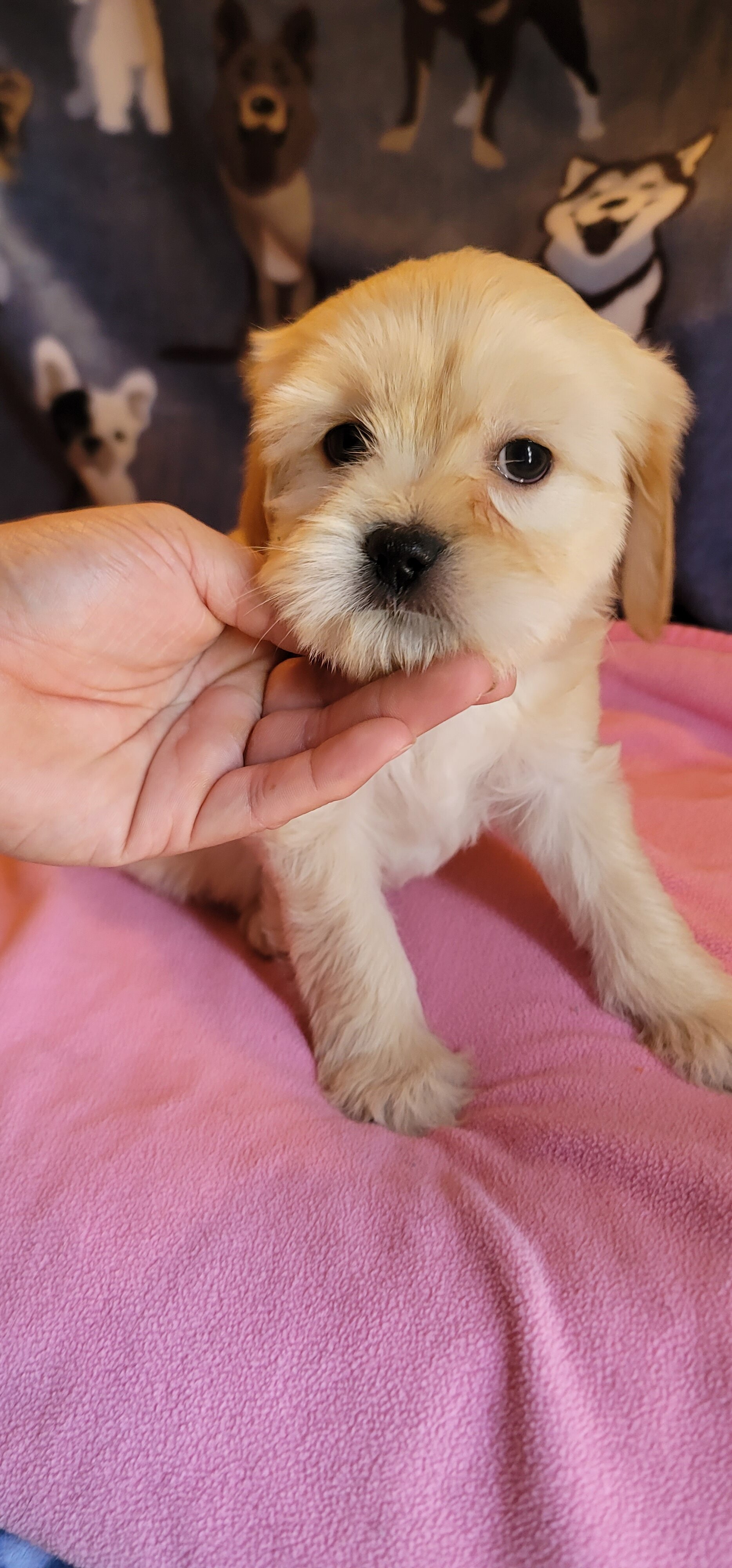 December - Lhasa Apso image 1
