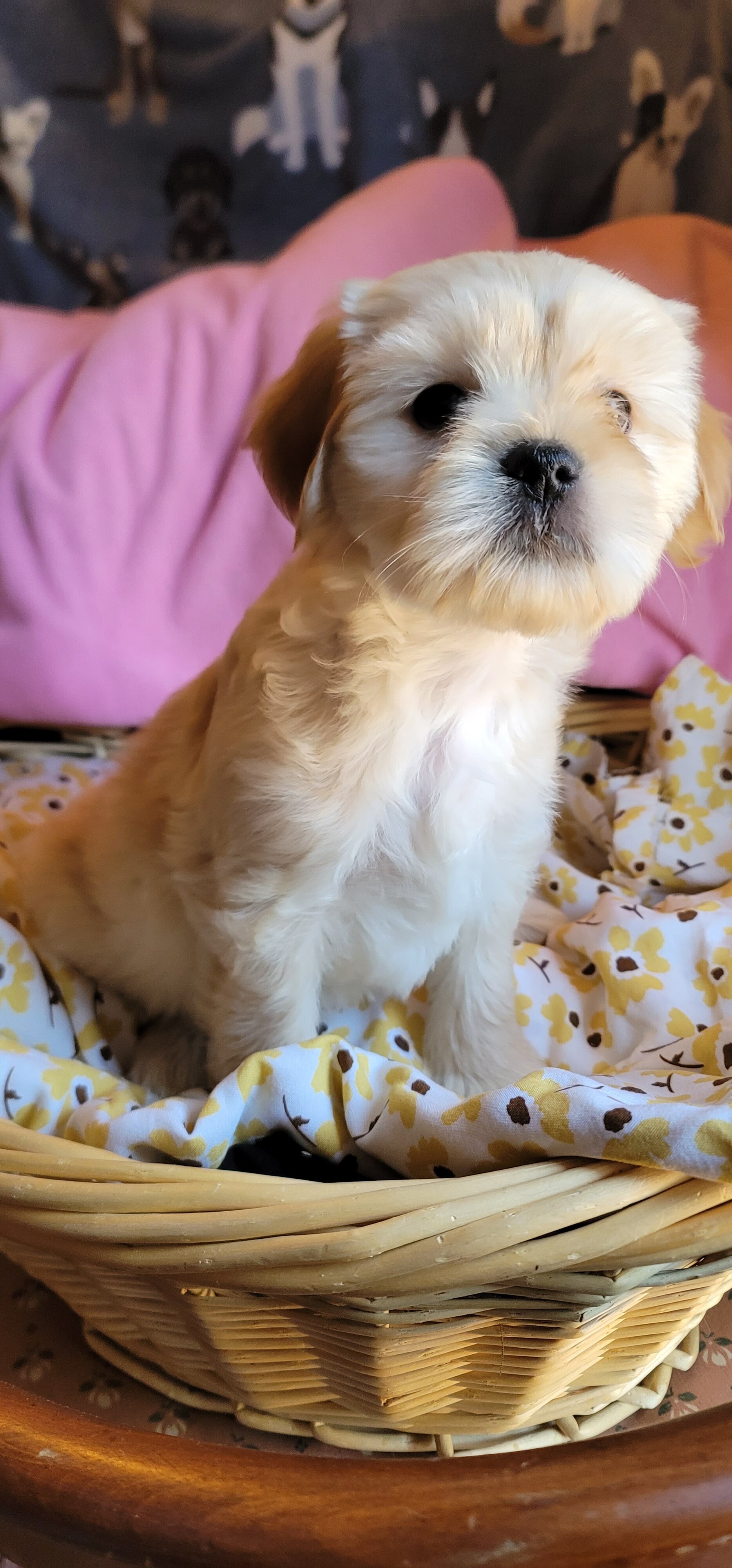 December - Lhasa Apso image 4