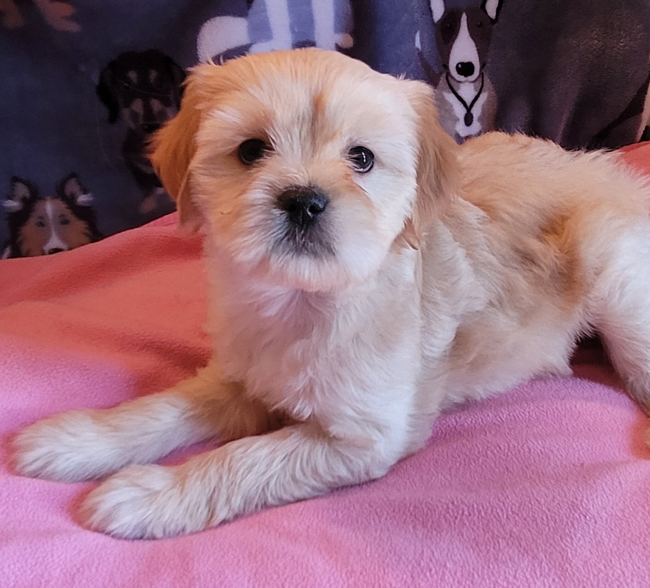 December - Lhasa Apso image 8