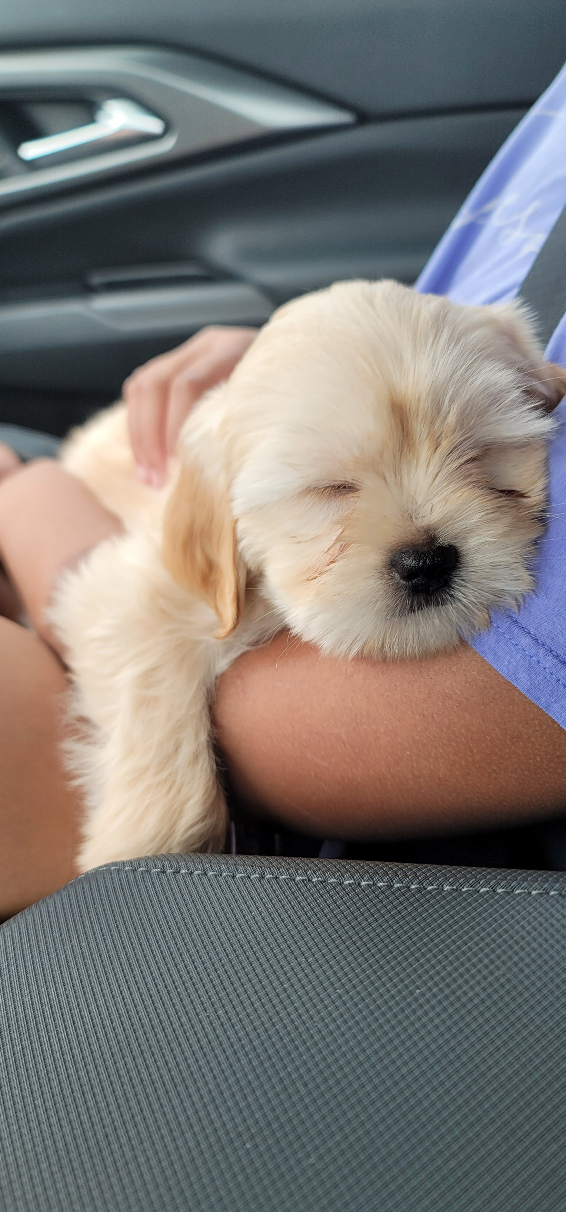 December - Lhasa Apso image 2