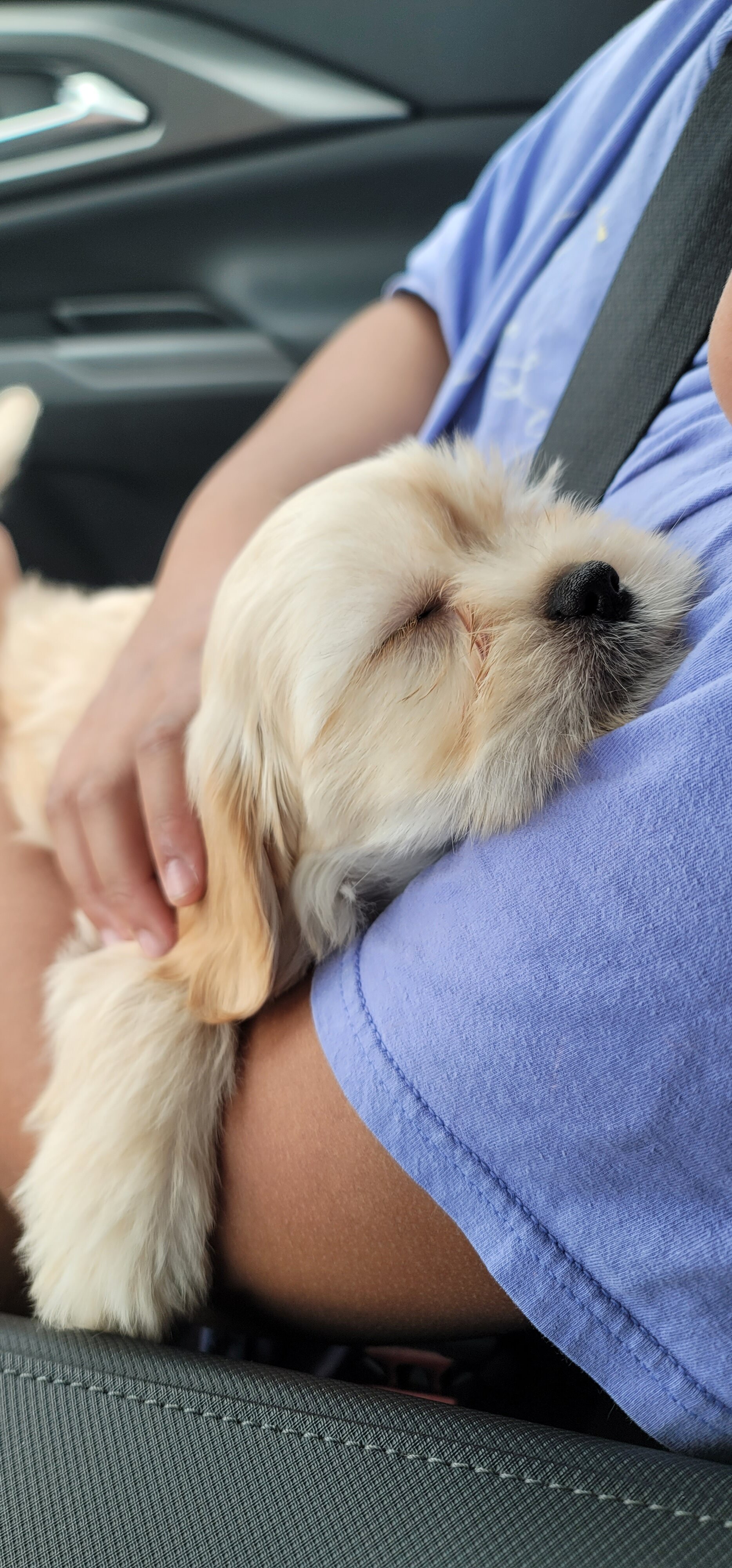 December - Lhasa Apso image 3