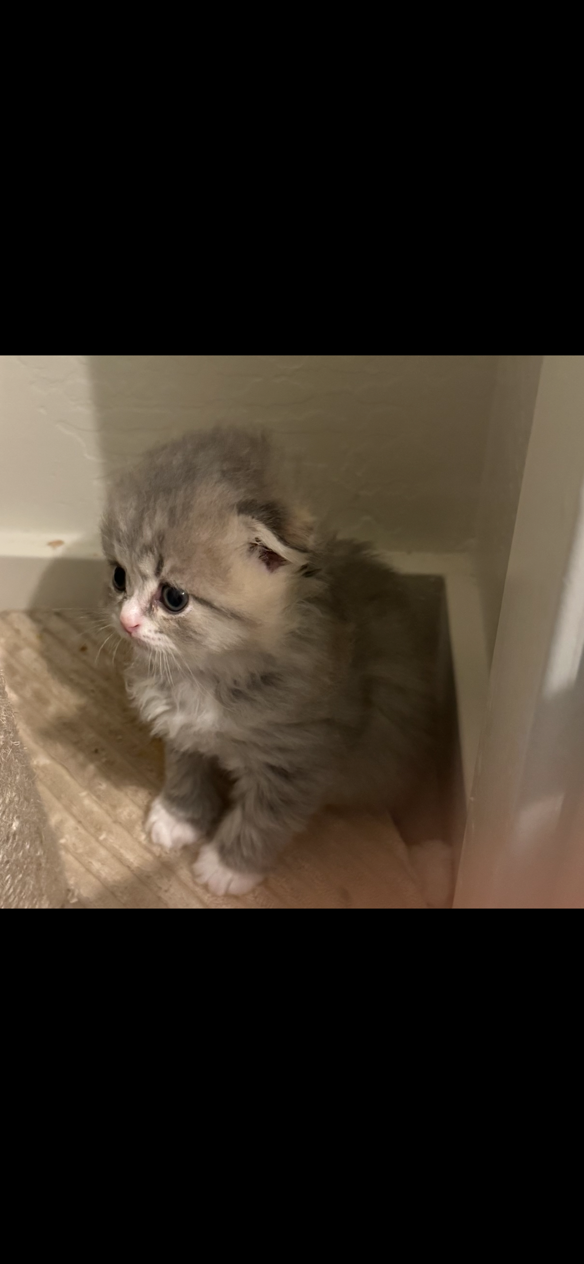 Beautiful Scottish Fold/Persian Kittens image 1