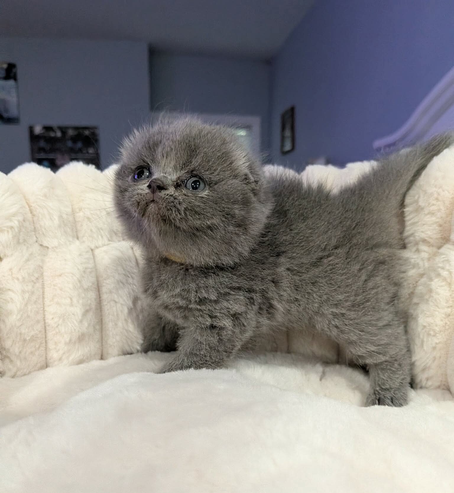 Scottish Folds image 4
