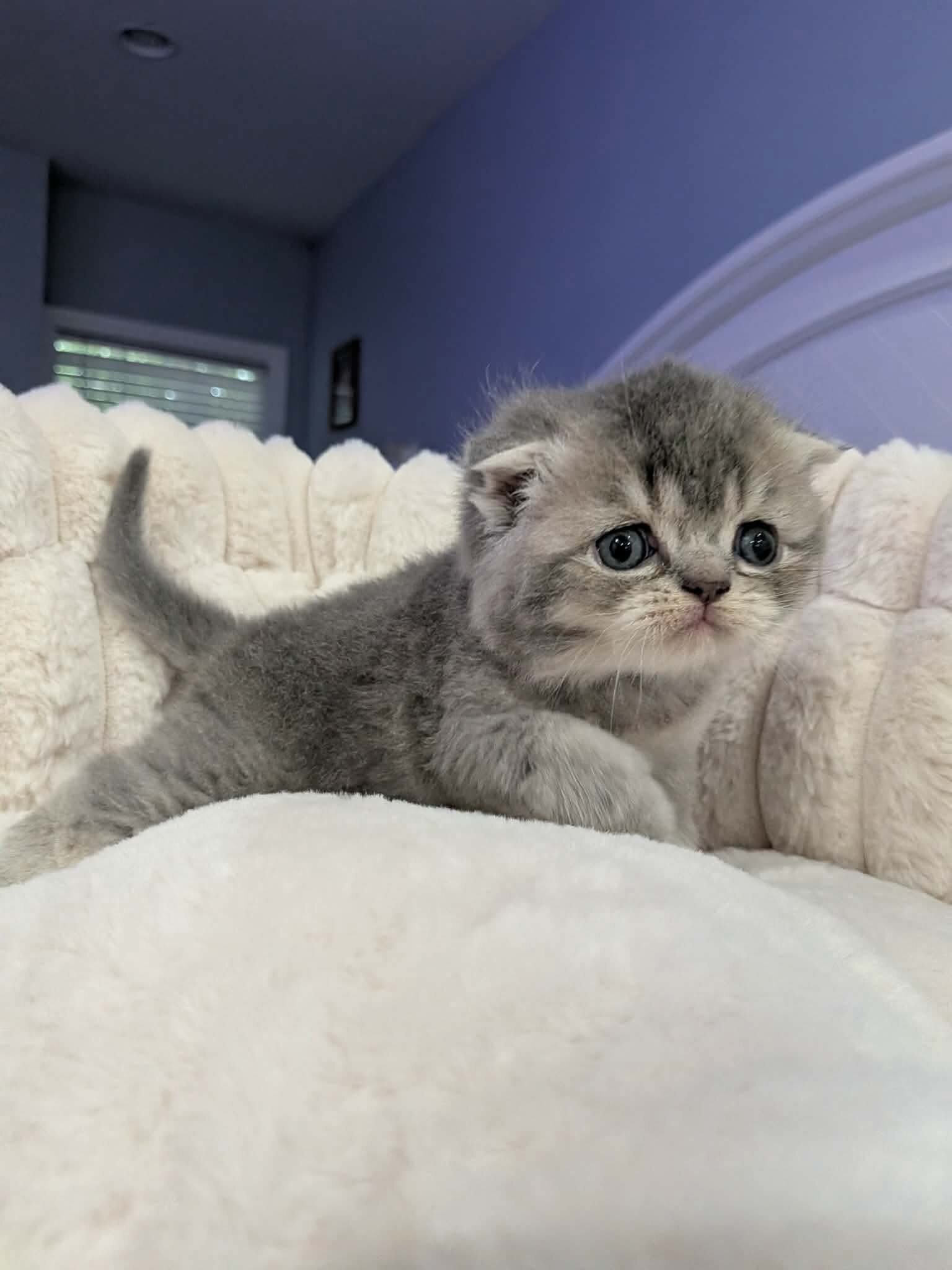 Scottish Folds image 2