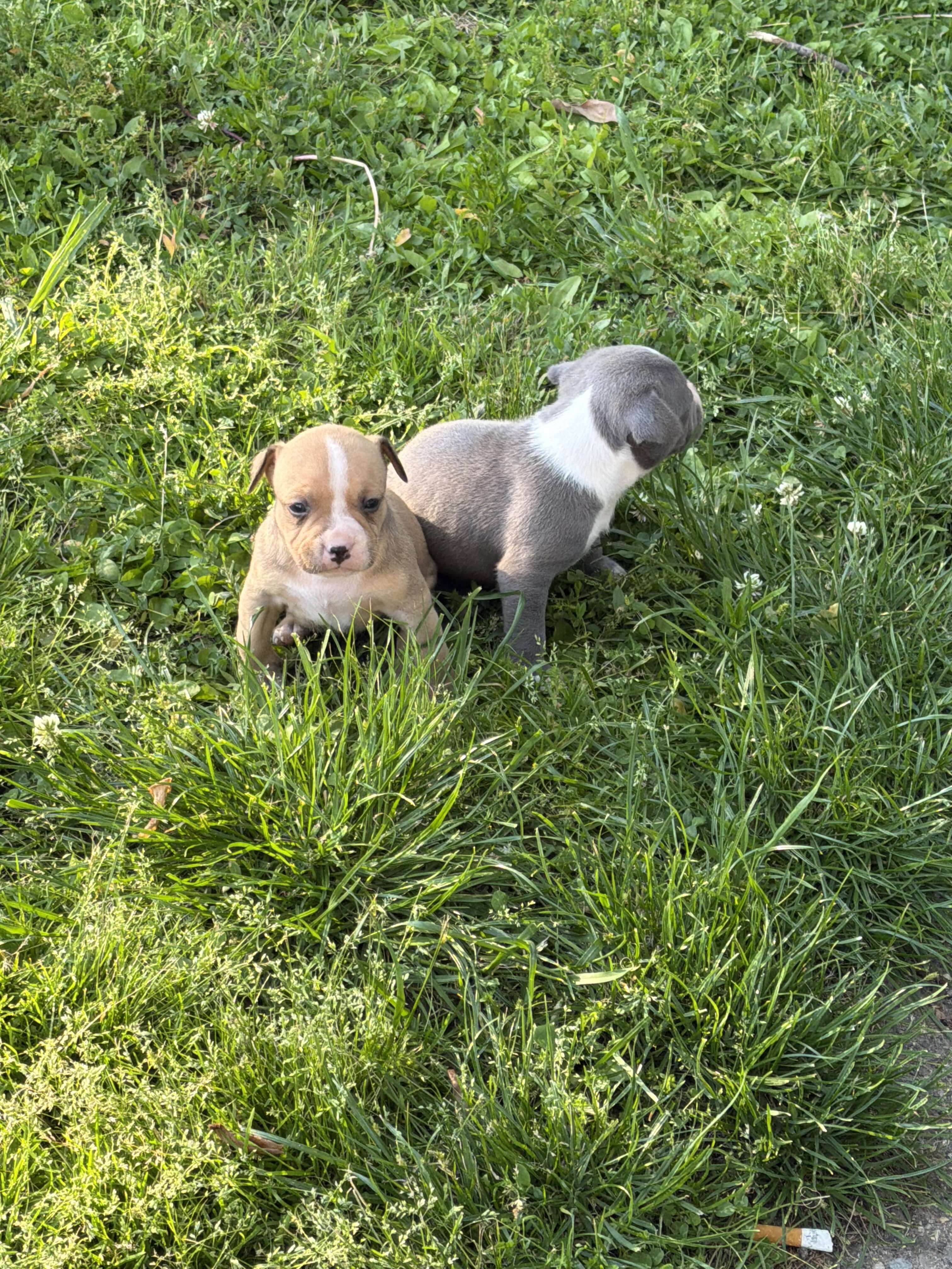 Registered American bully pups image 4