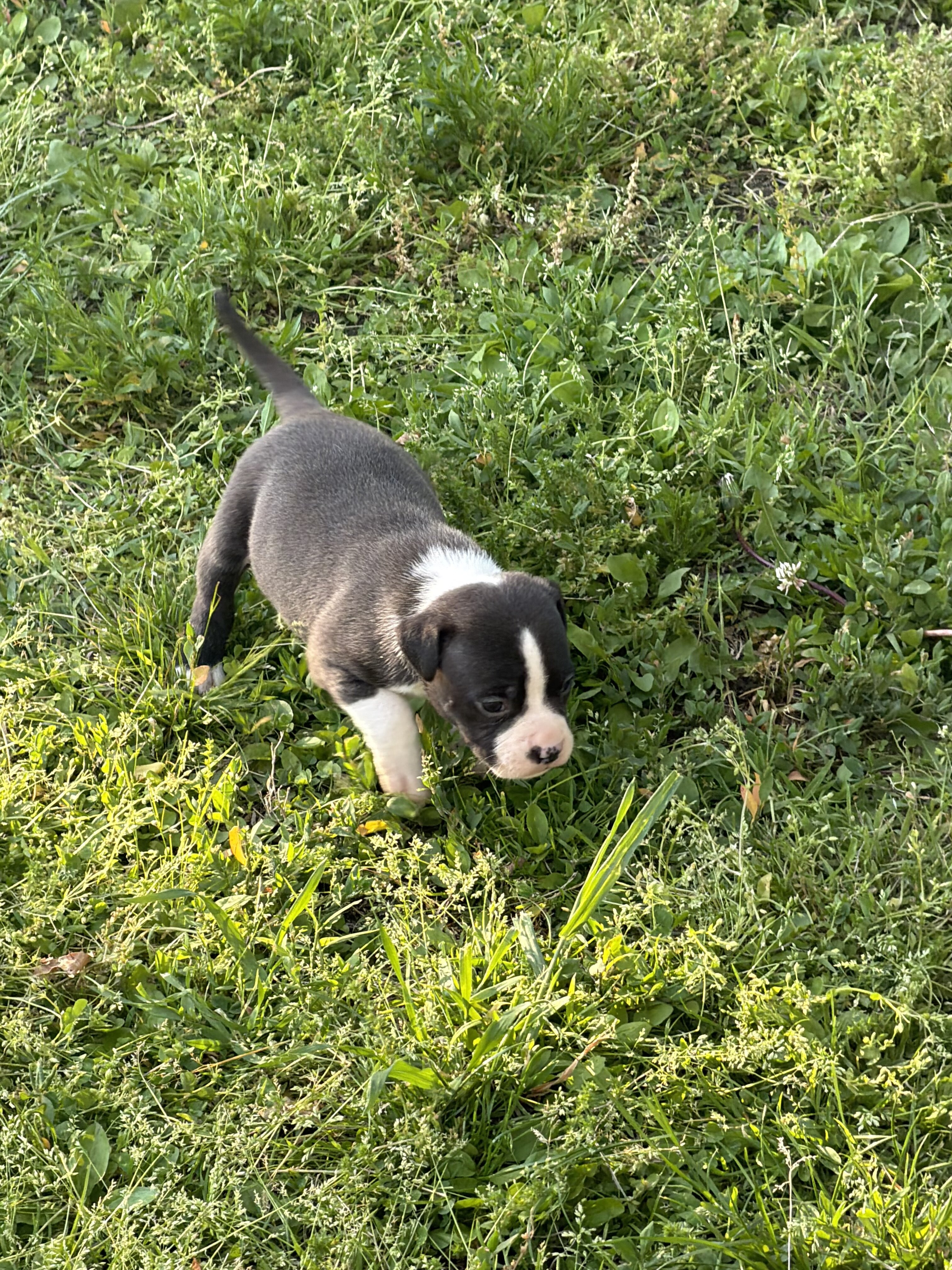 Registered American bully pups image 6