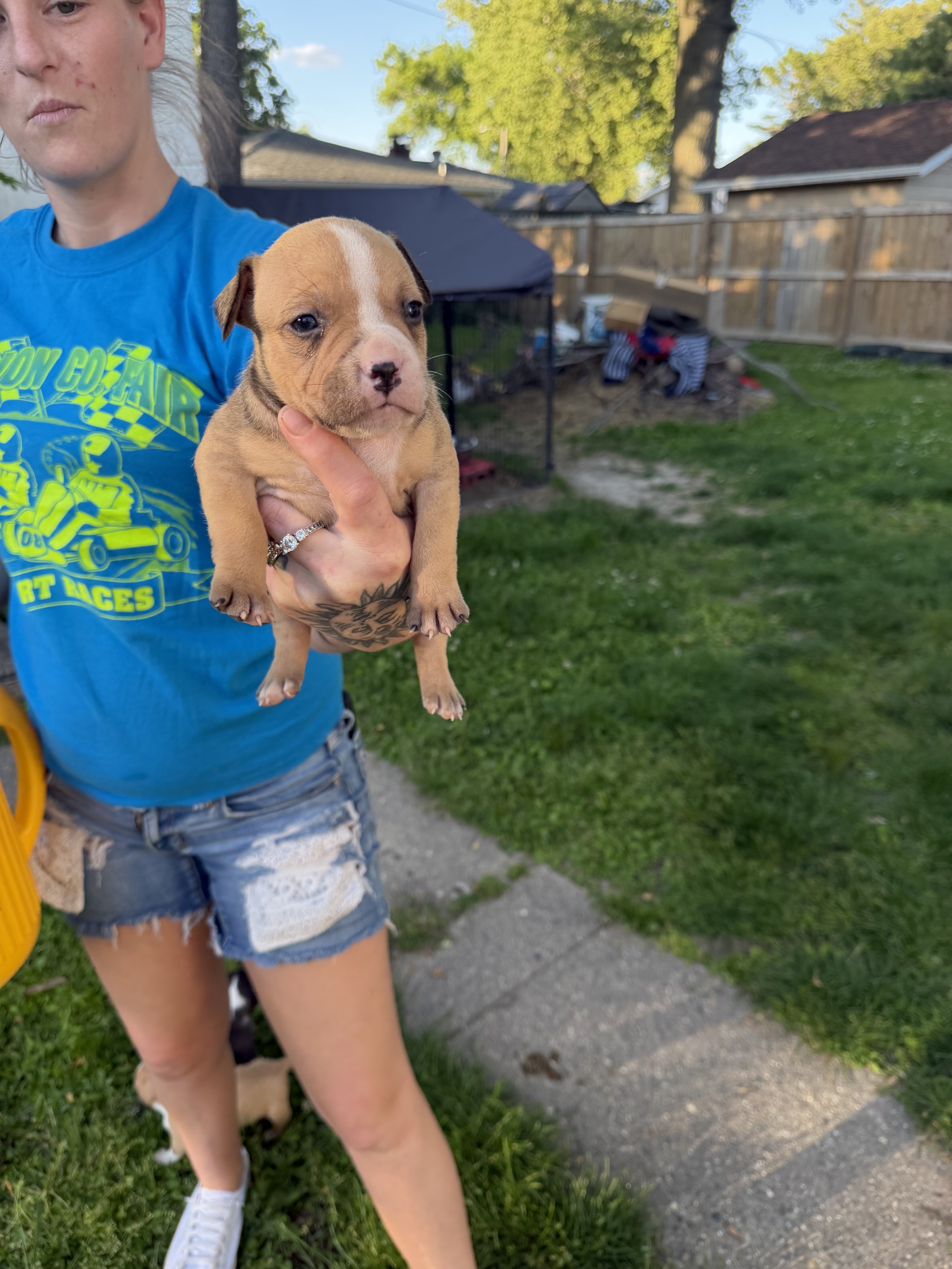 Registered American bully pups image 2