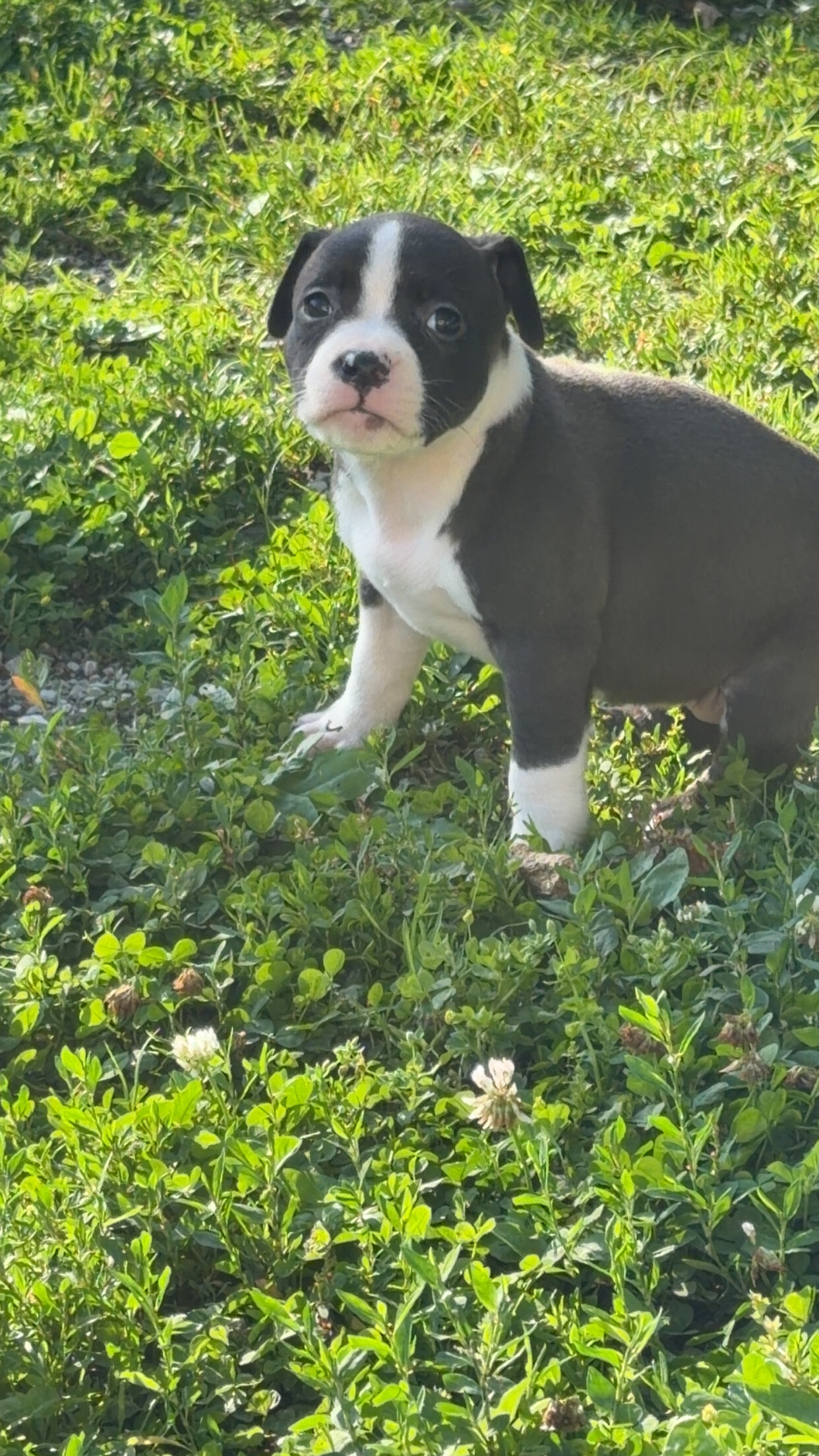 Registered American bully pups image 1