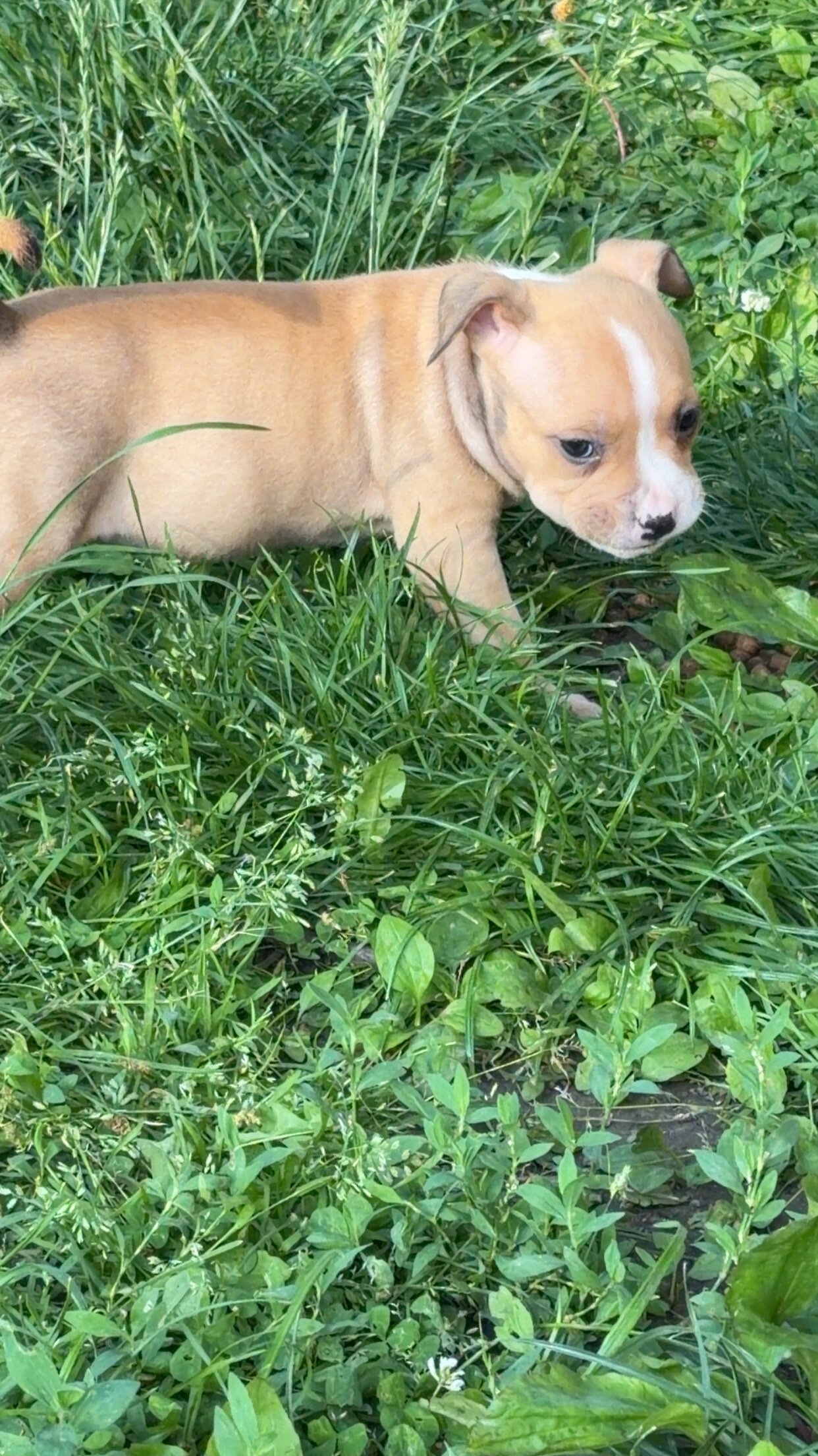 Registered American bully pups image 3