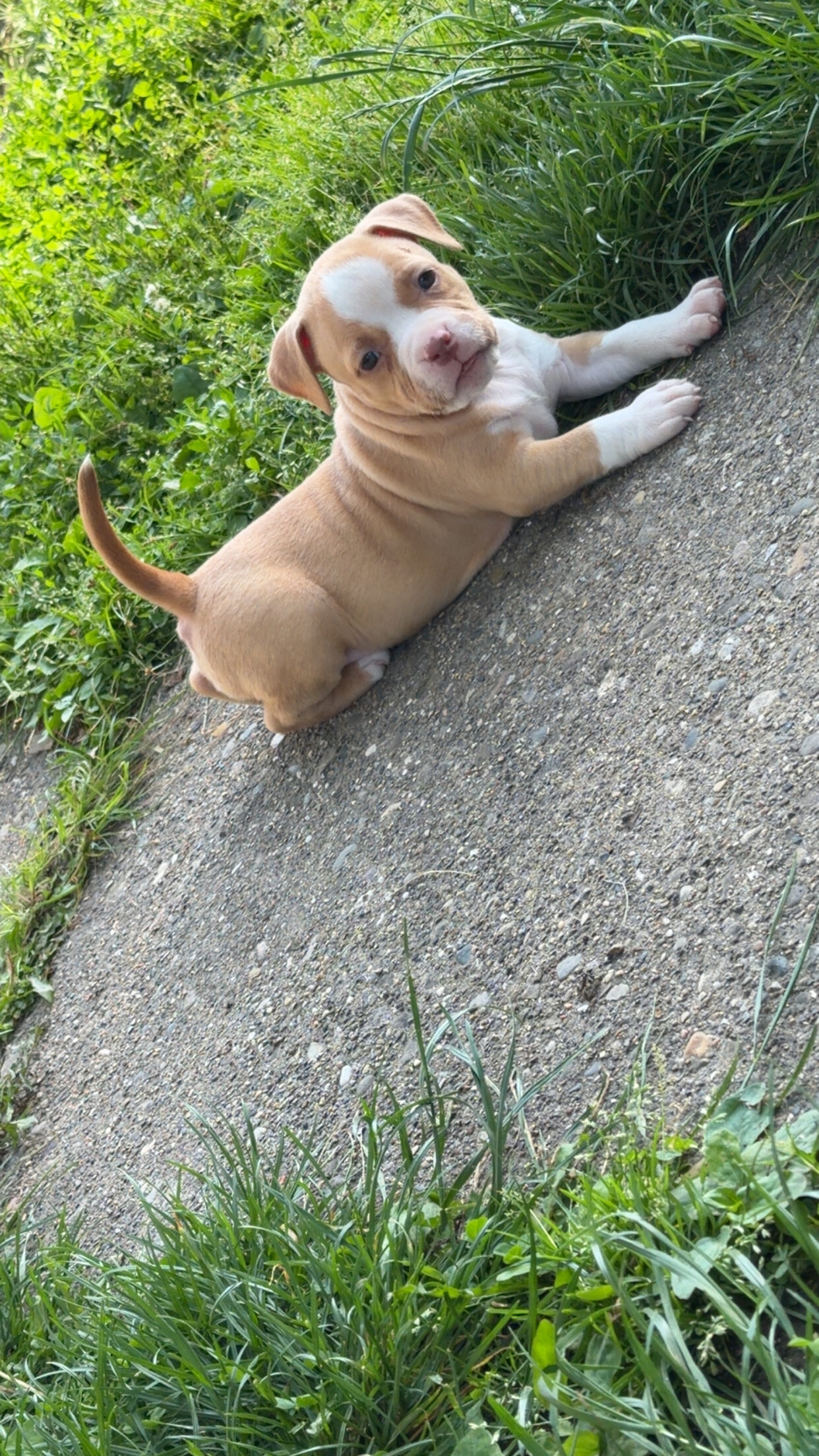 Registered American bully pups image 5