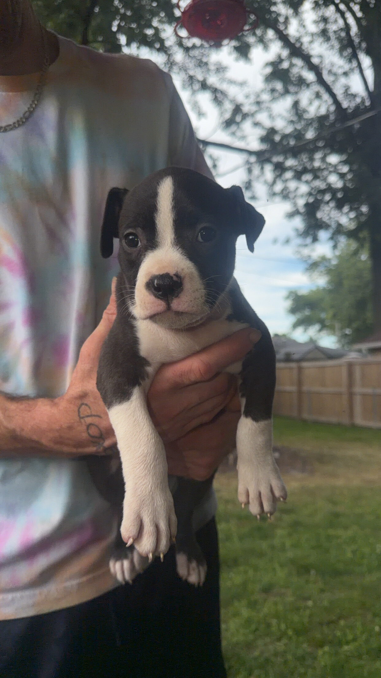 Registered American bully pups image 8