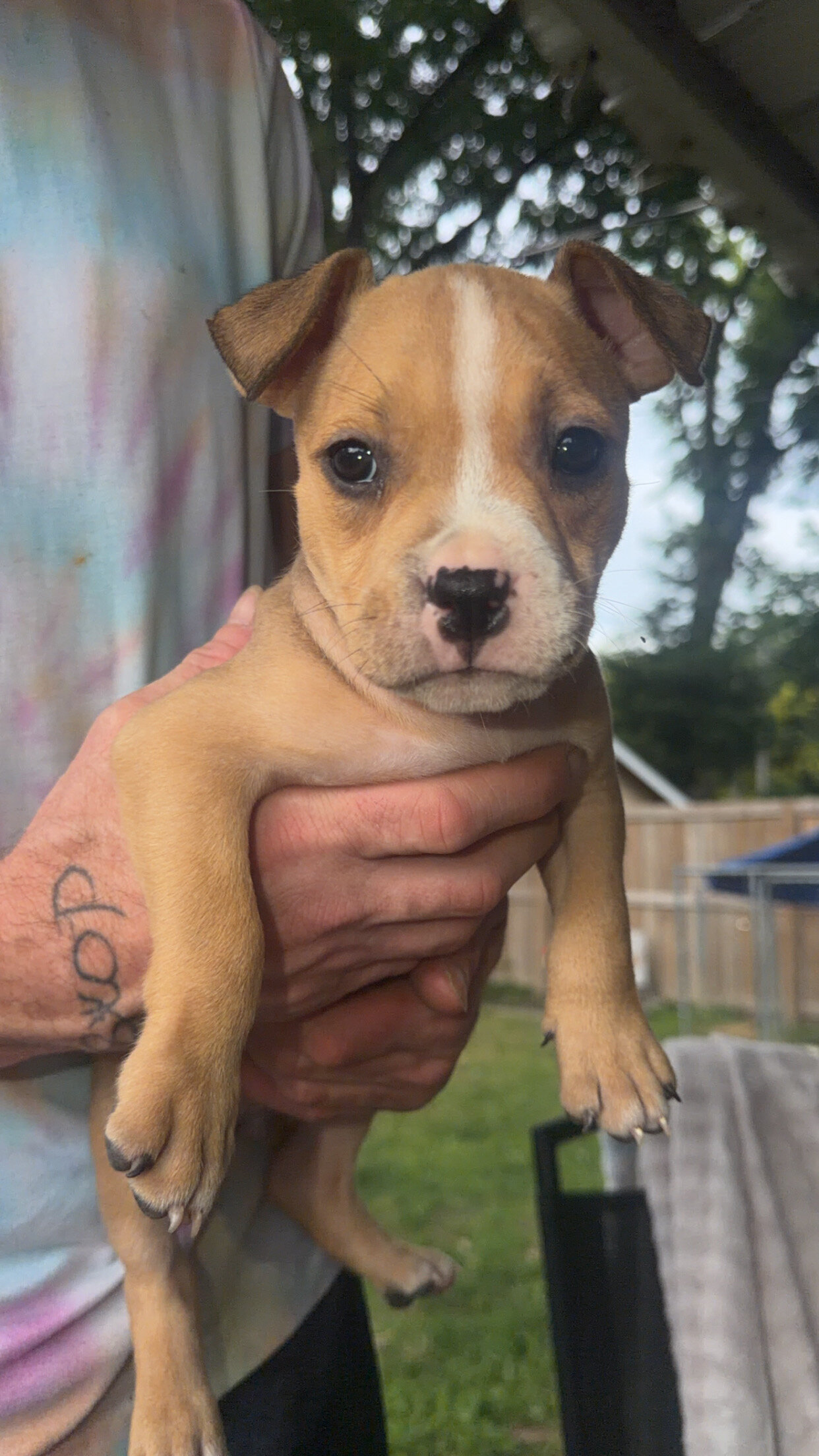 Registered American bully pups image 7