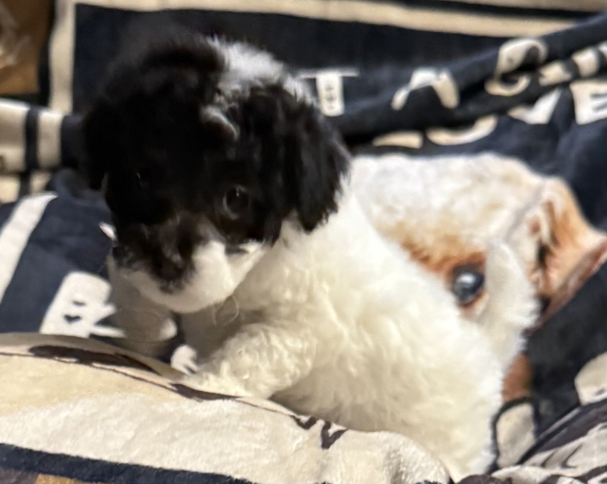 Toy poodles image 3